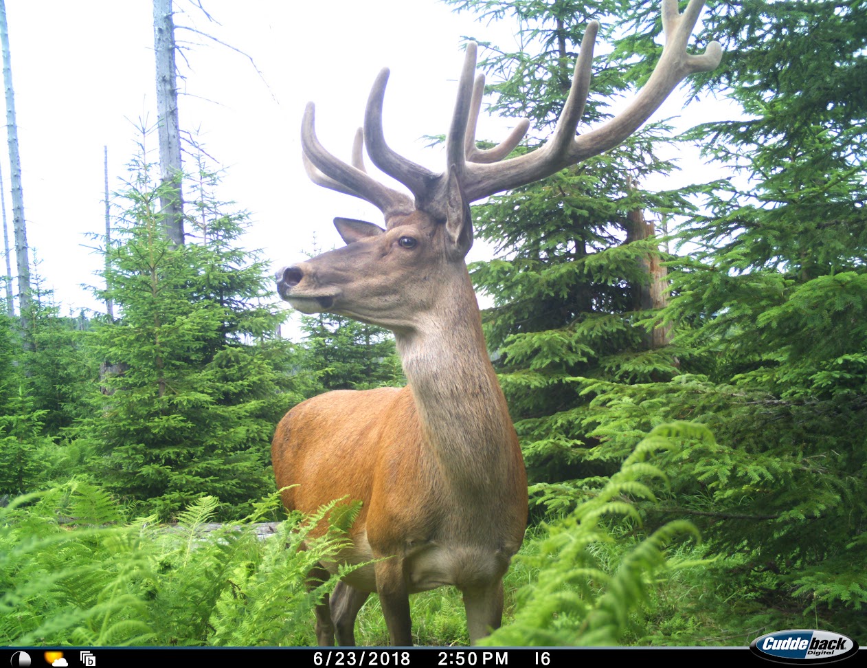 npv_bw_-_vm_089-21_wildtier-monitoring_im_nationalpark_bayerischer_wald.jpg