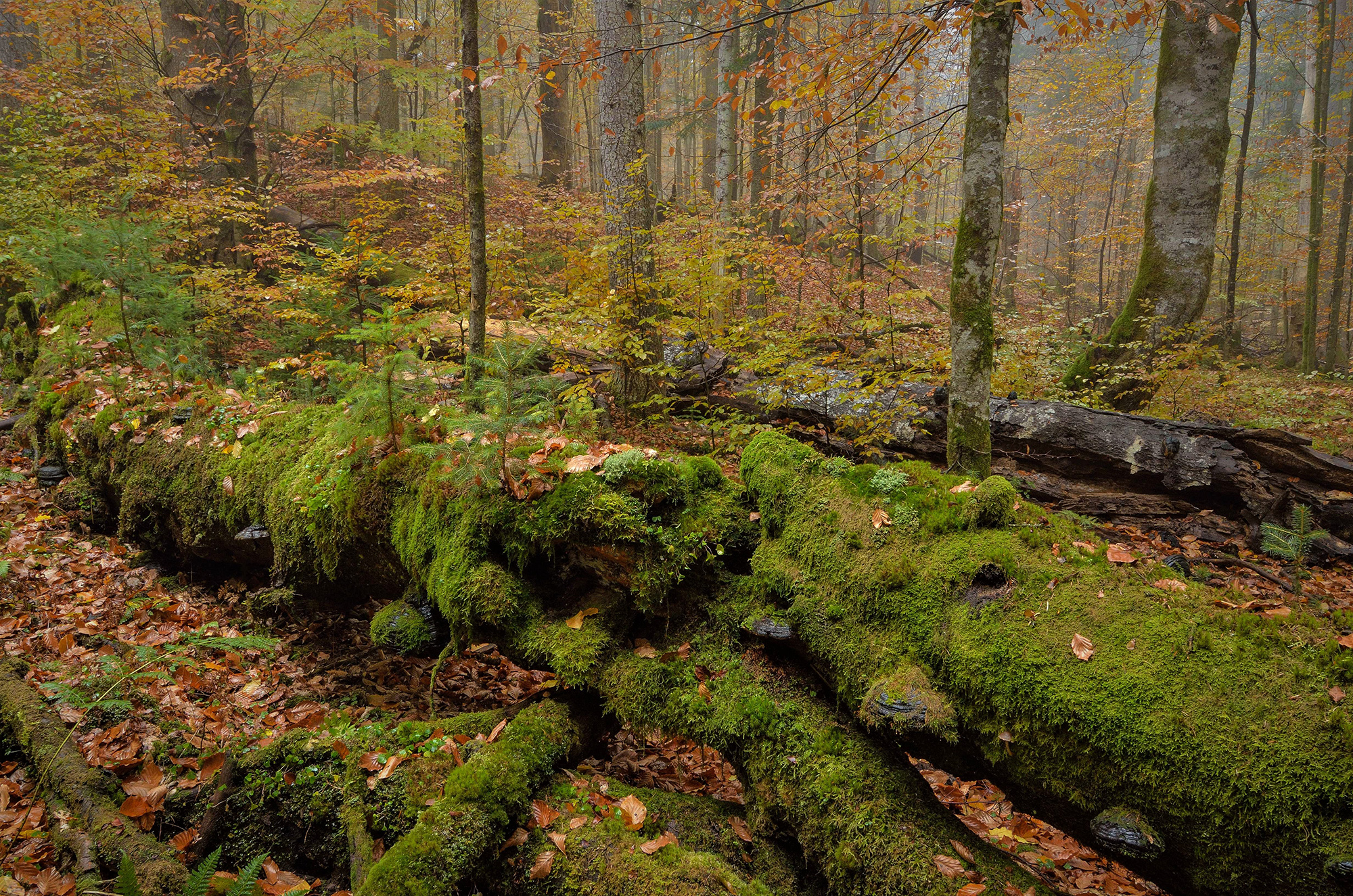 npv_bw_-_vm_092-21_von_urwaldgebieten_und_triftklausen.jpg