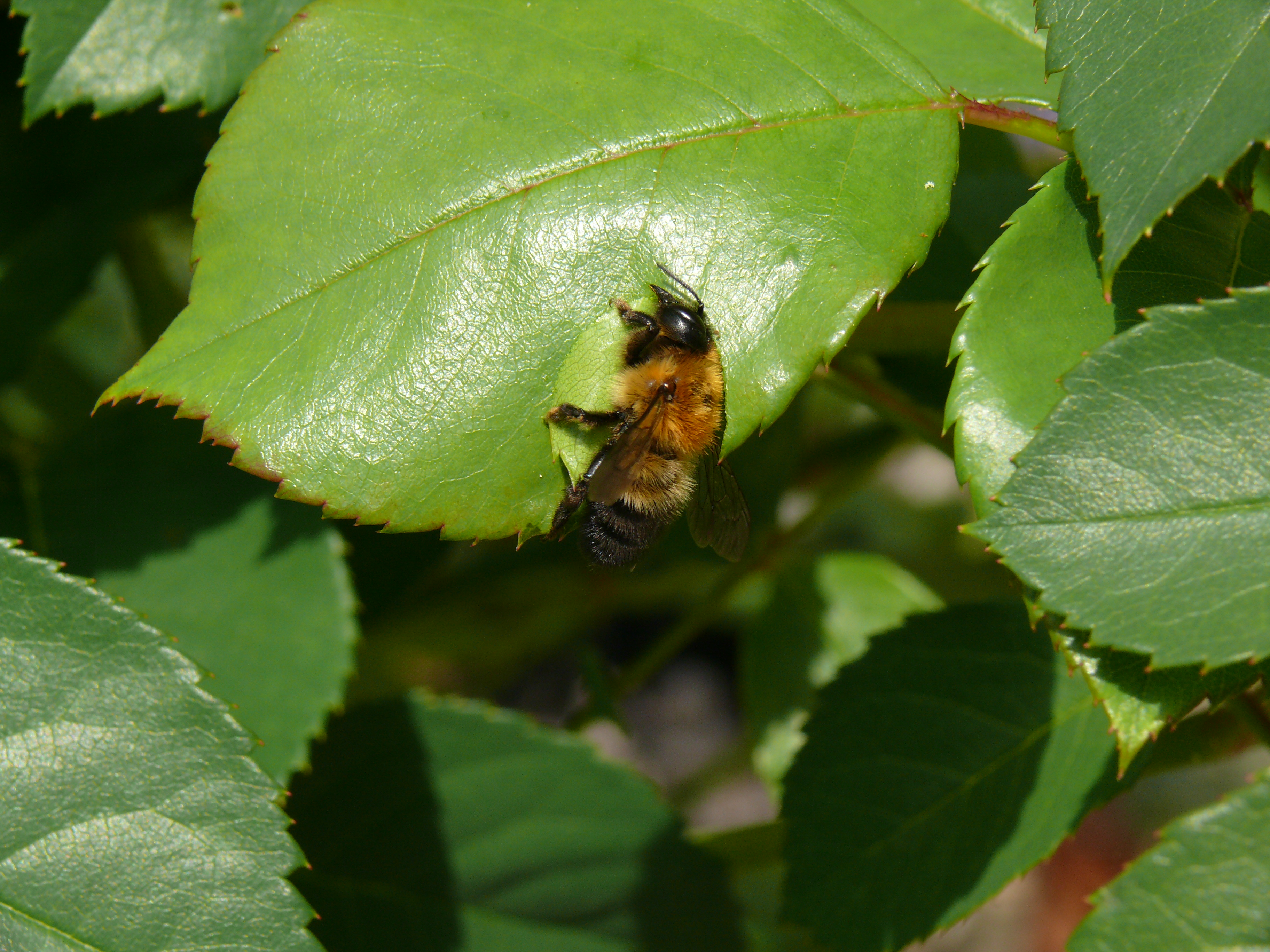 npv_bw_-_vm_097-21_einblick_in_die_faszinierende_welt_der_wildbienen.jpg