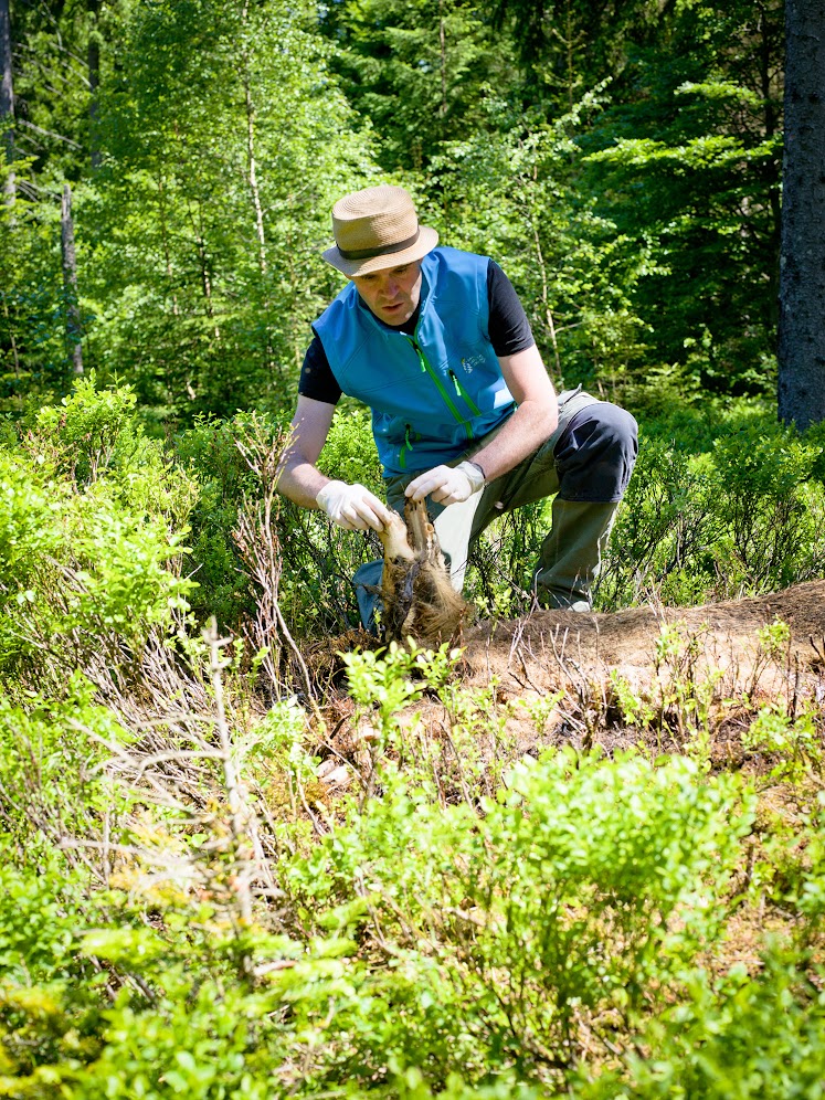 Aas zieht auch seltene Arten an. Im Nationalpark Bayerischer Wald kam zu einem ausgelegten Rotwildkadaver ein Seeadler. (Foto: Nationalpark Bayerischer Wald))