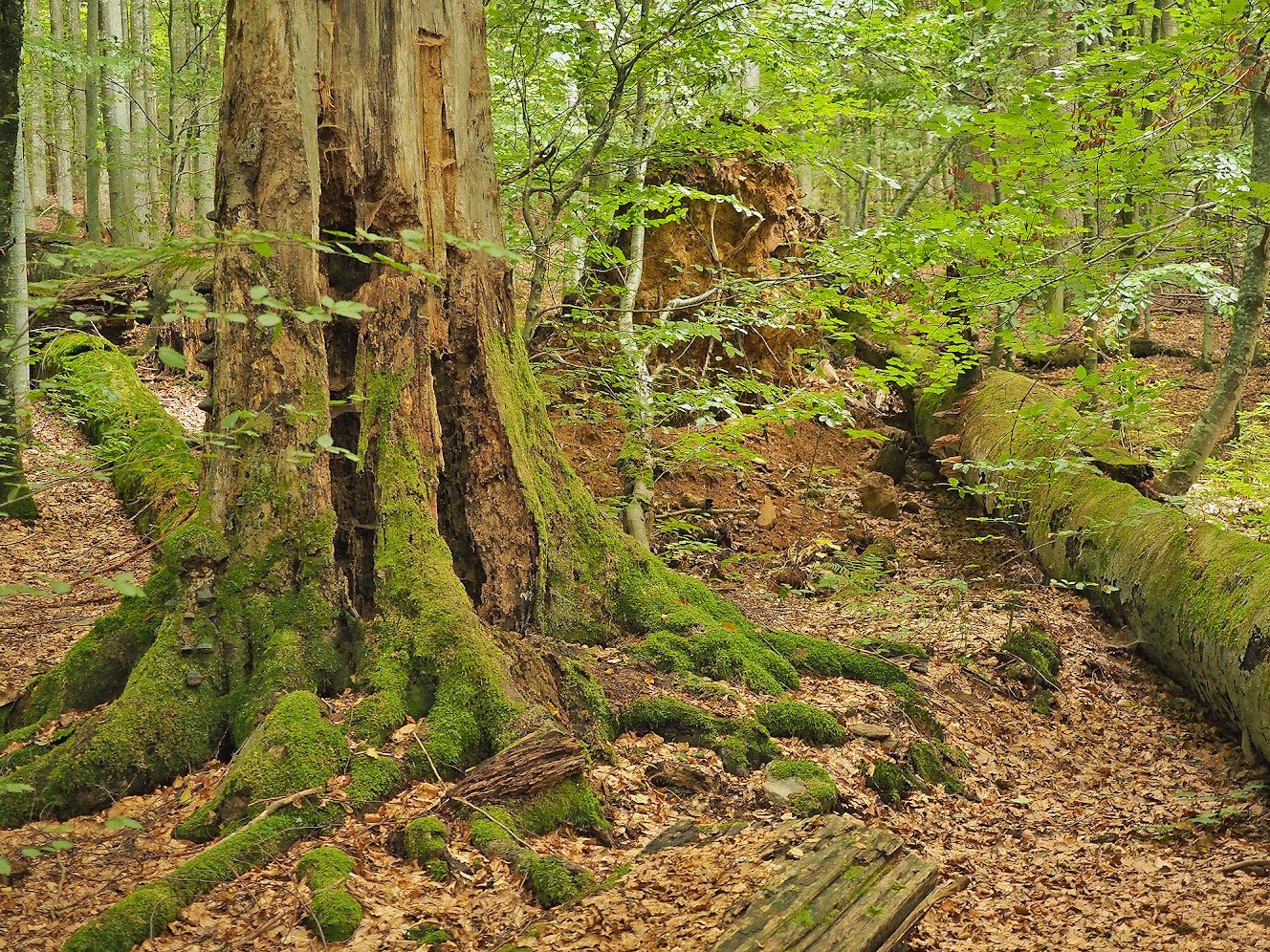 npv_bw_-_vm_101-21_seniorenwanderung_in_urwaldgebiete.jpg