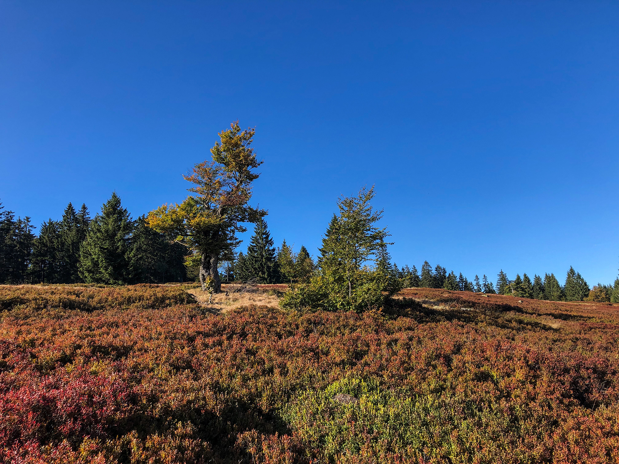 npv_bw_-_vm_105-20_zum_scheuereckberg_und_schachtenhaus_wandern.jpeg