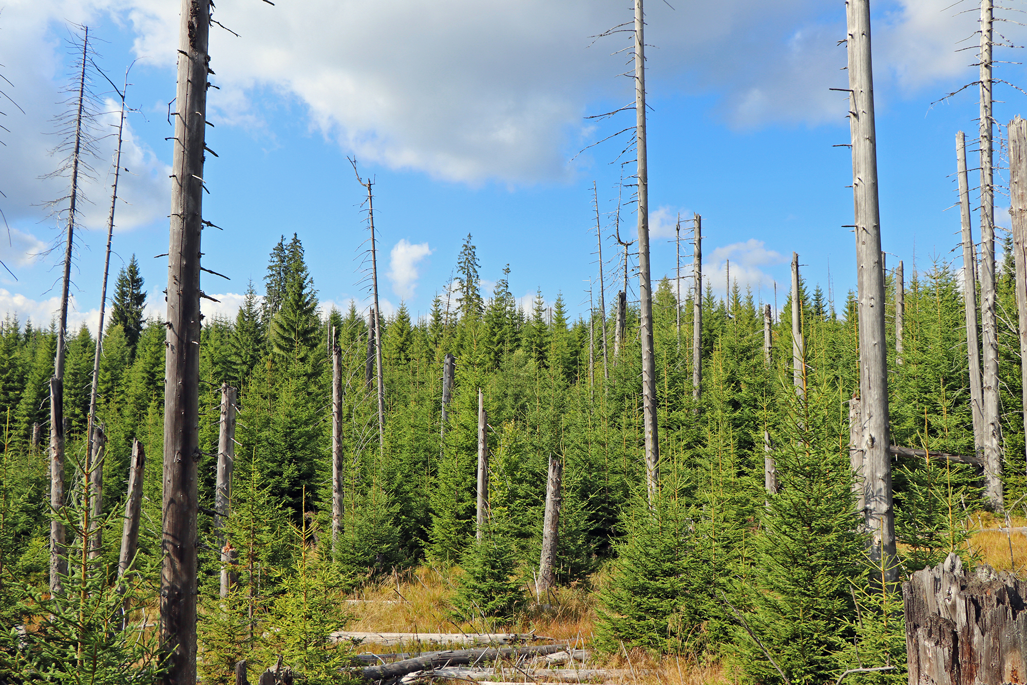 npv_bw_-_vm_110-20_auswirkungen_des_klimawandels_im_bayerischen_wald.jpg