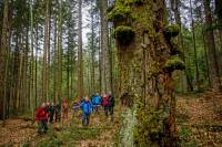 Über Bildungsperspektiven für die Nationalparkarbeit referieren Prof. Arne Dittmer und Prof. Ulrich Gebhard am 3. Dezember in einem Online-Vortrag. (Foto: Philipp Seyfried/Nationalpark Bayerischer Wald))