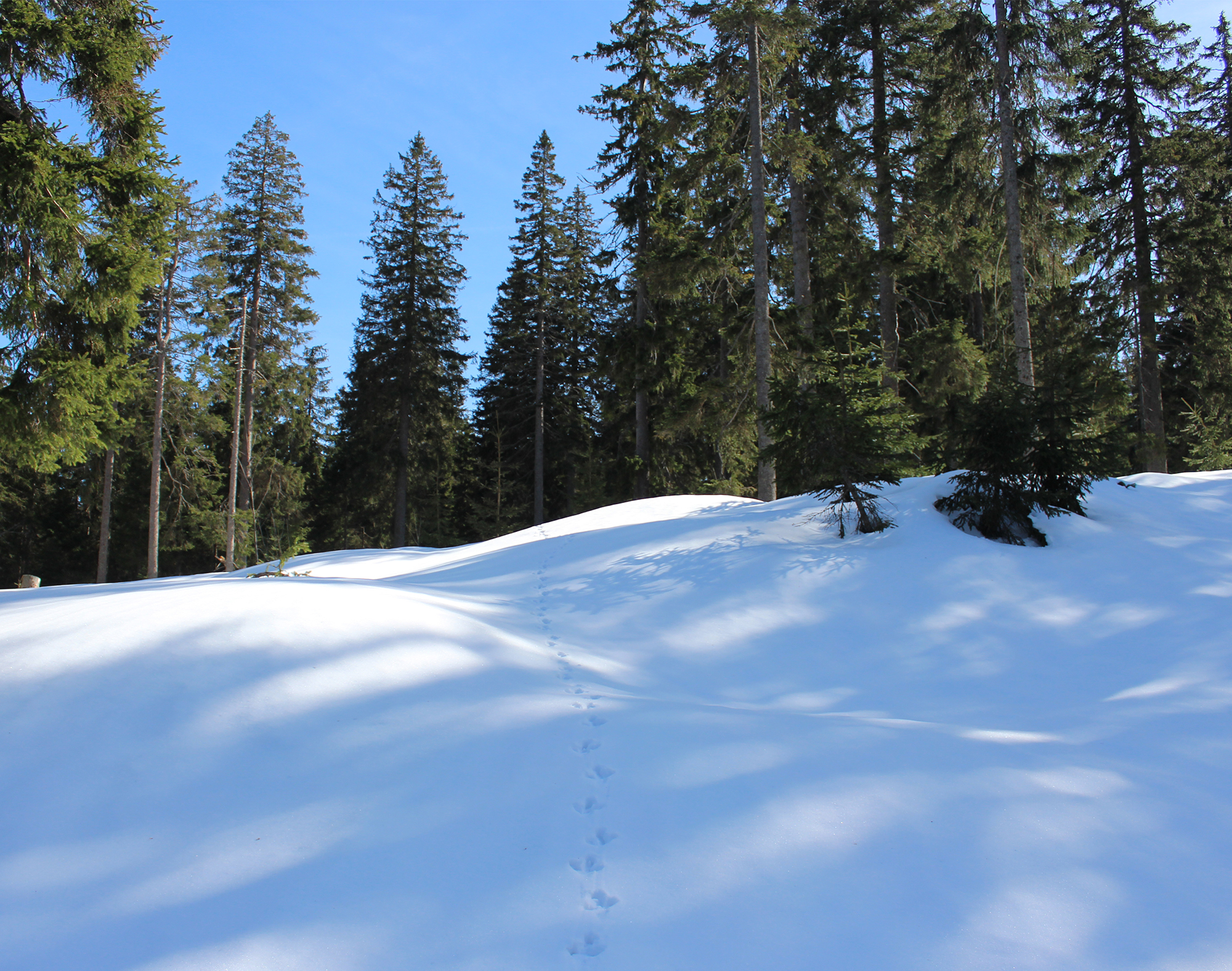 npv_bw_-_vm_12-20_spuren_im_winter.jpg