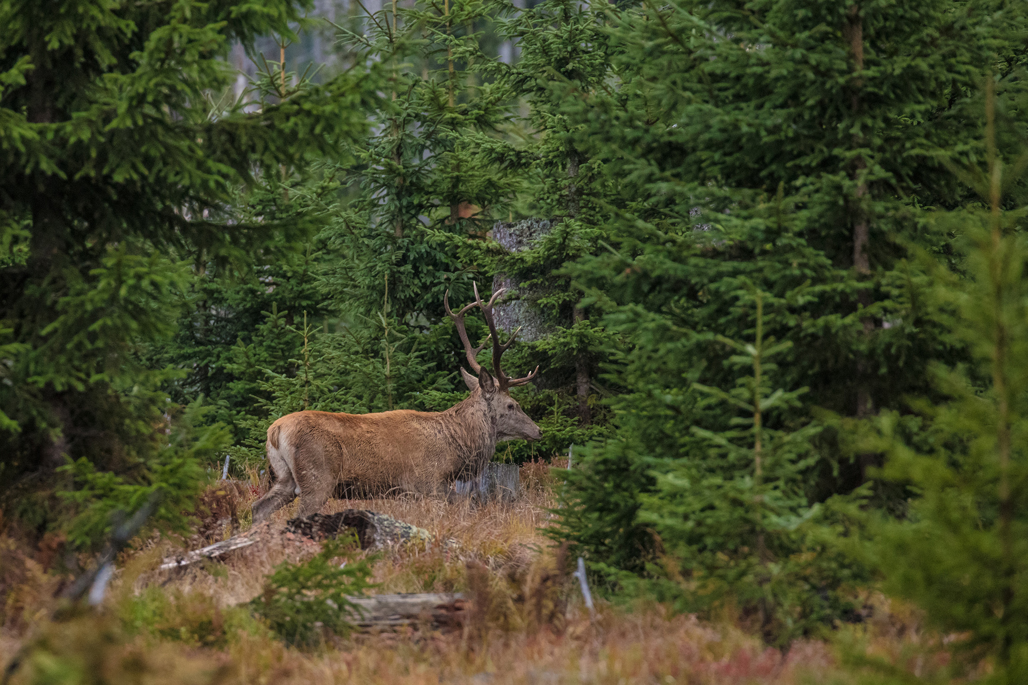 npv_bw_-_vm_131-22_hirschbrunft_im_nationalpark.jpeg