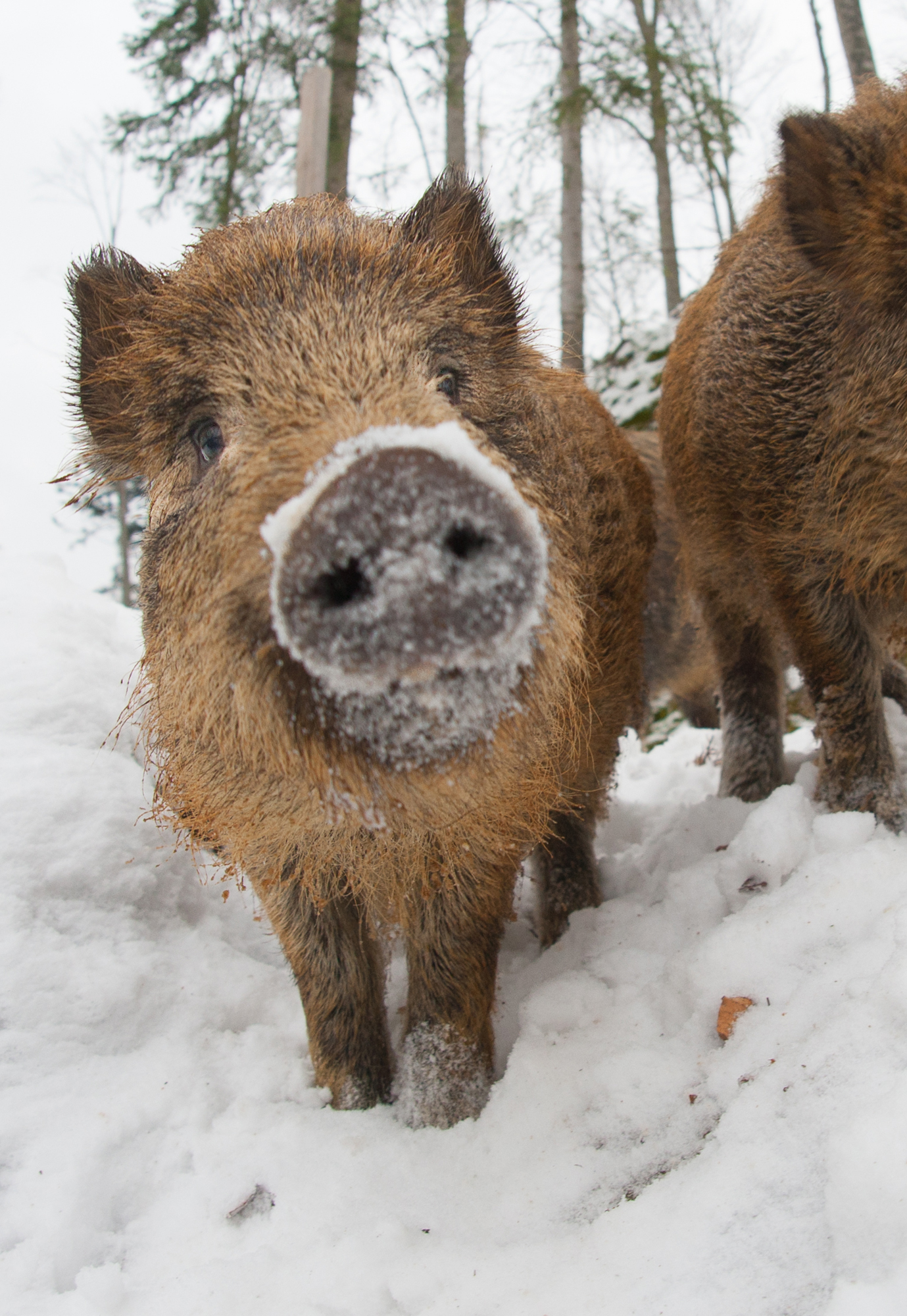 npv_bw_-_vm_16-18_wie_tiere_und_pflanzen_ueber_den_winter_kommen.jpg