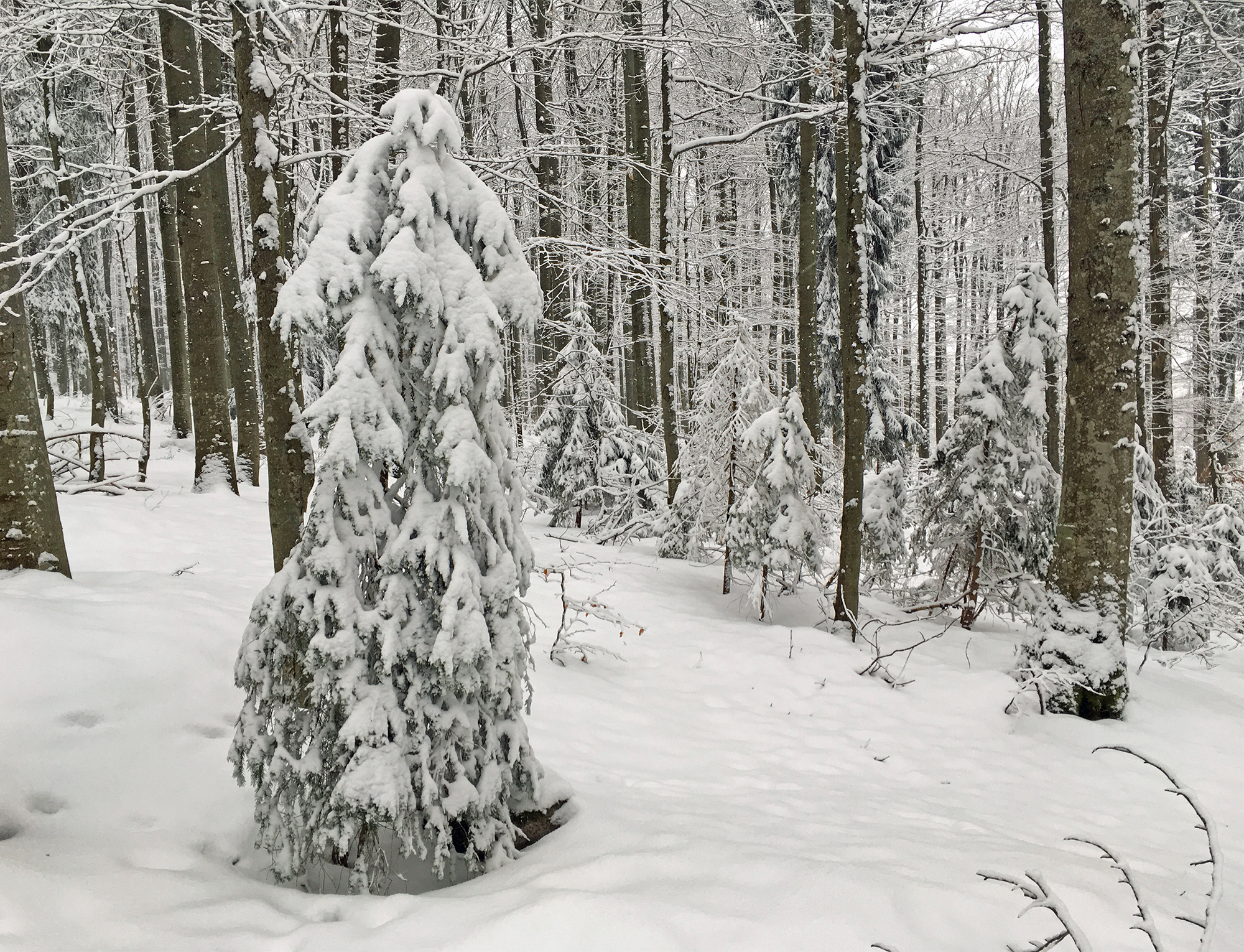 npv_bw_-_vm_184-19_winterwanderung_durch_einen_wald_im_umbruch_.jpg