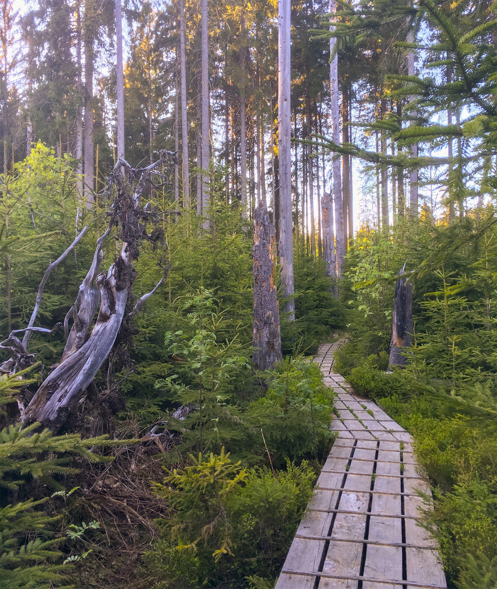 npv_bw_-_vm_26-20_nationalpark_und_schoepfung.jpg