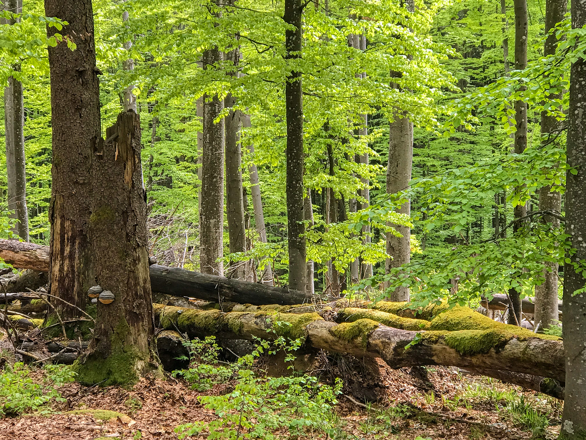 npv_bw_-_vm_42-20_nationalpark_und_schoepfung.jpg