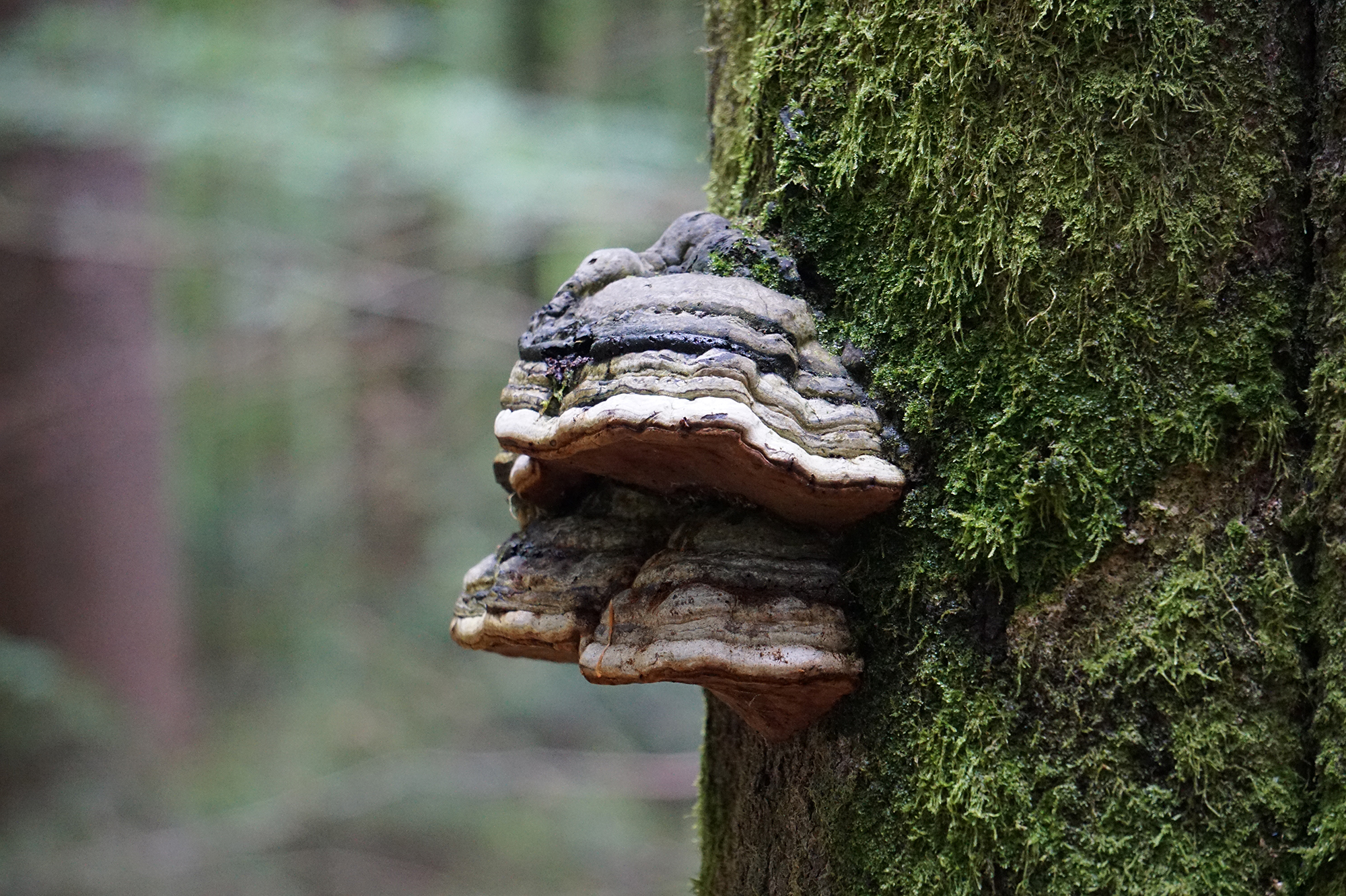 npv_bw_-_vm_84-20_auf_dem_baerenpfad_wandern.jpg