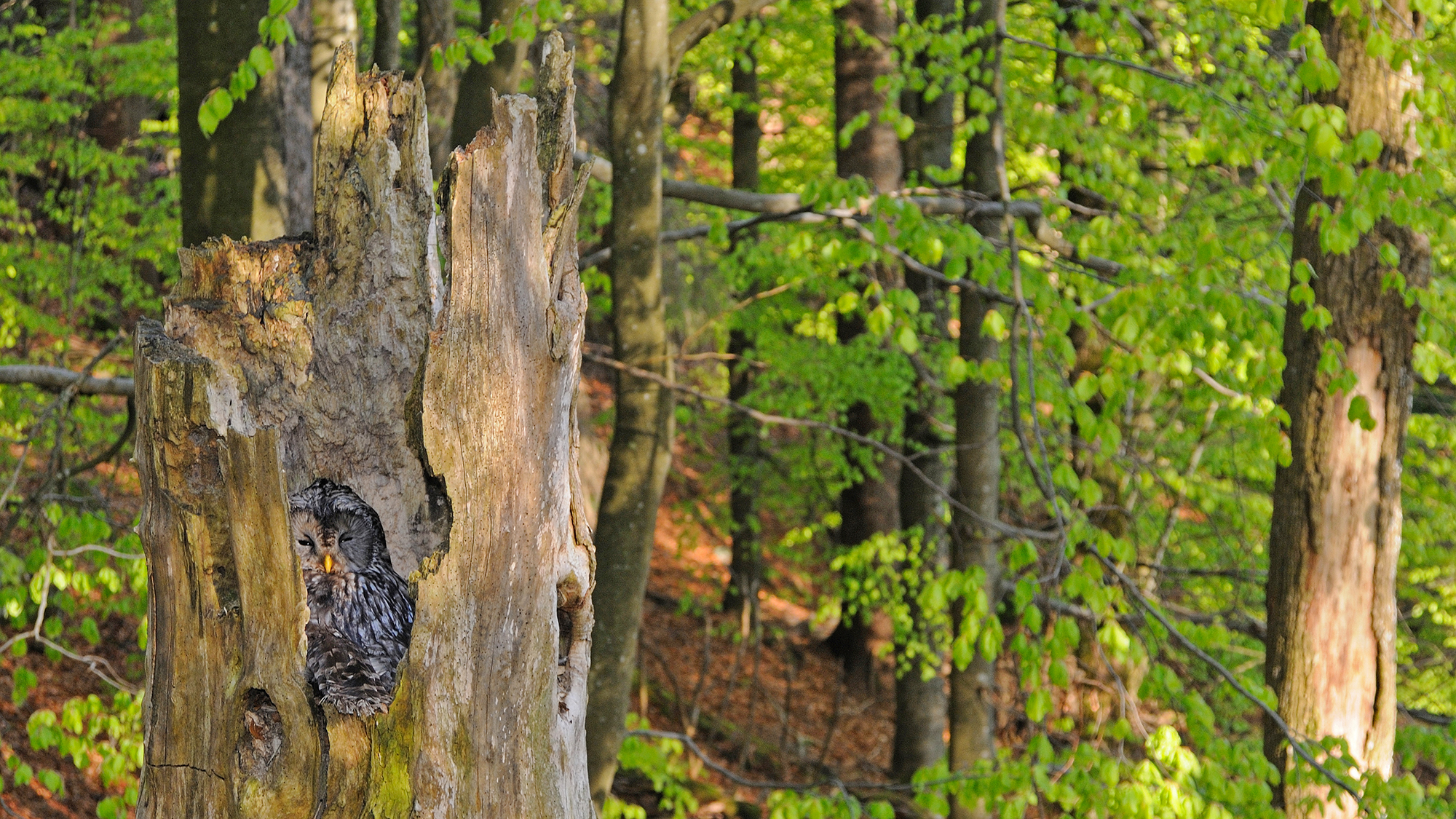 npv_bw_-_vm_93-20_habichtskaeuze_wildschweine_borkenkaefer_co._einblicke_in_die_nationalpark-forschung.jpg