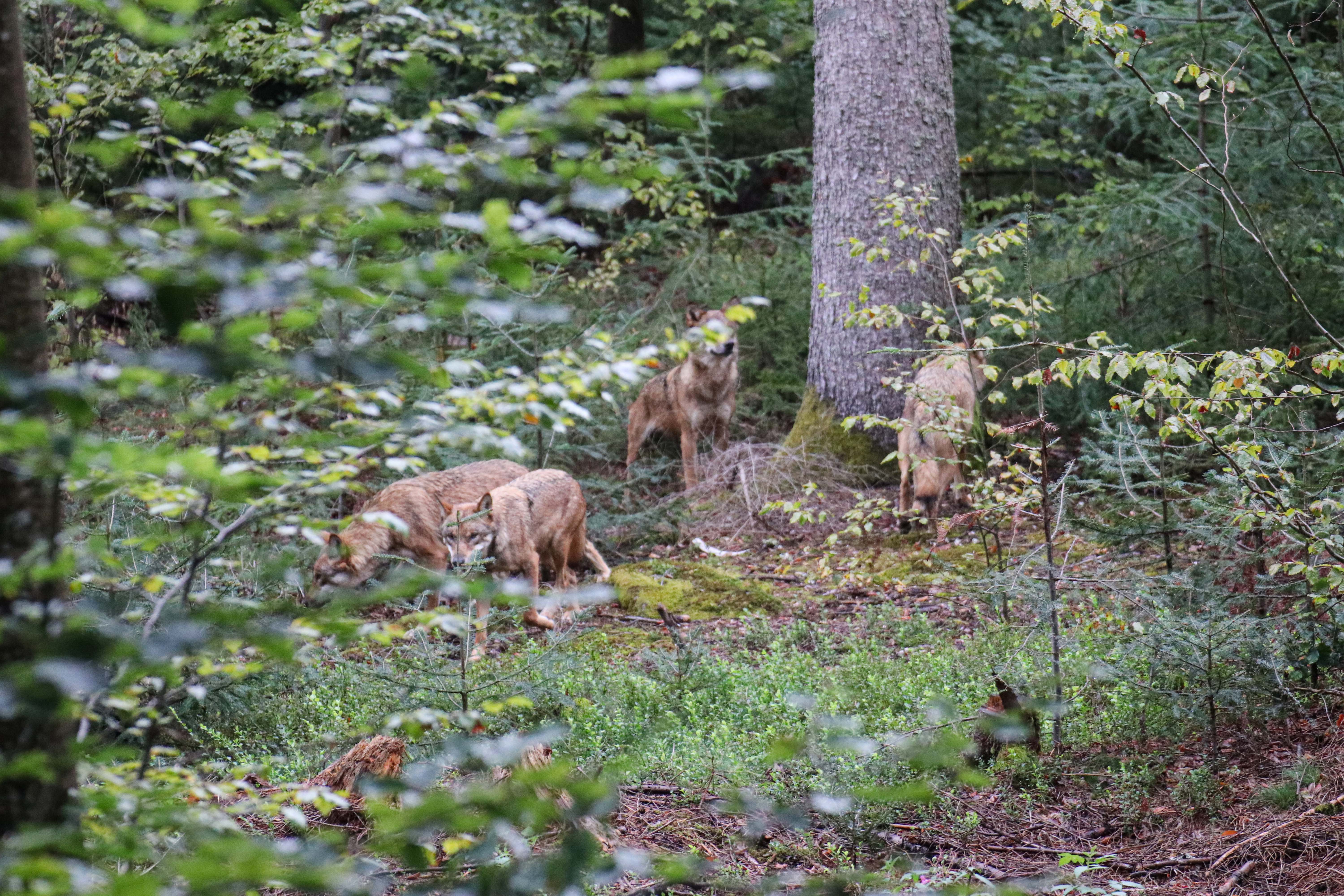 npv_bw_am_haus_zur_wildnis_sind_wieder_woelfe_zu_sehen_1_.jpg