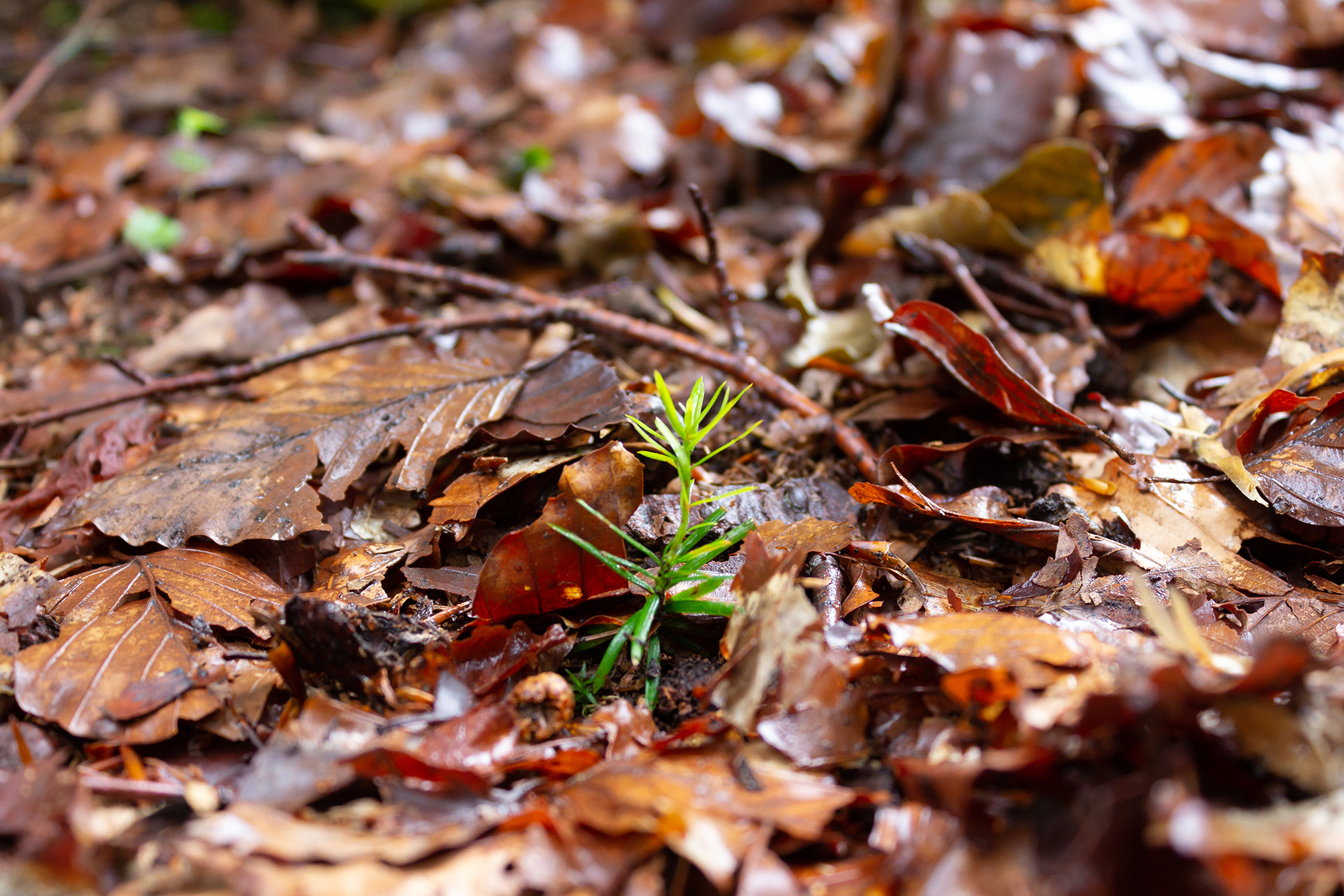 npv_bw_eibe_und_tanne_im_nationalpark_bayerischer_wald.jpeg