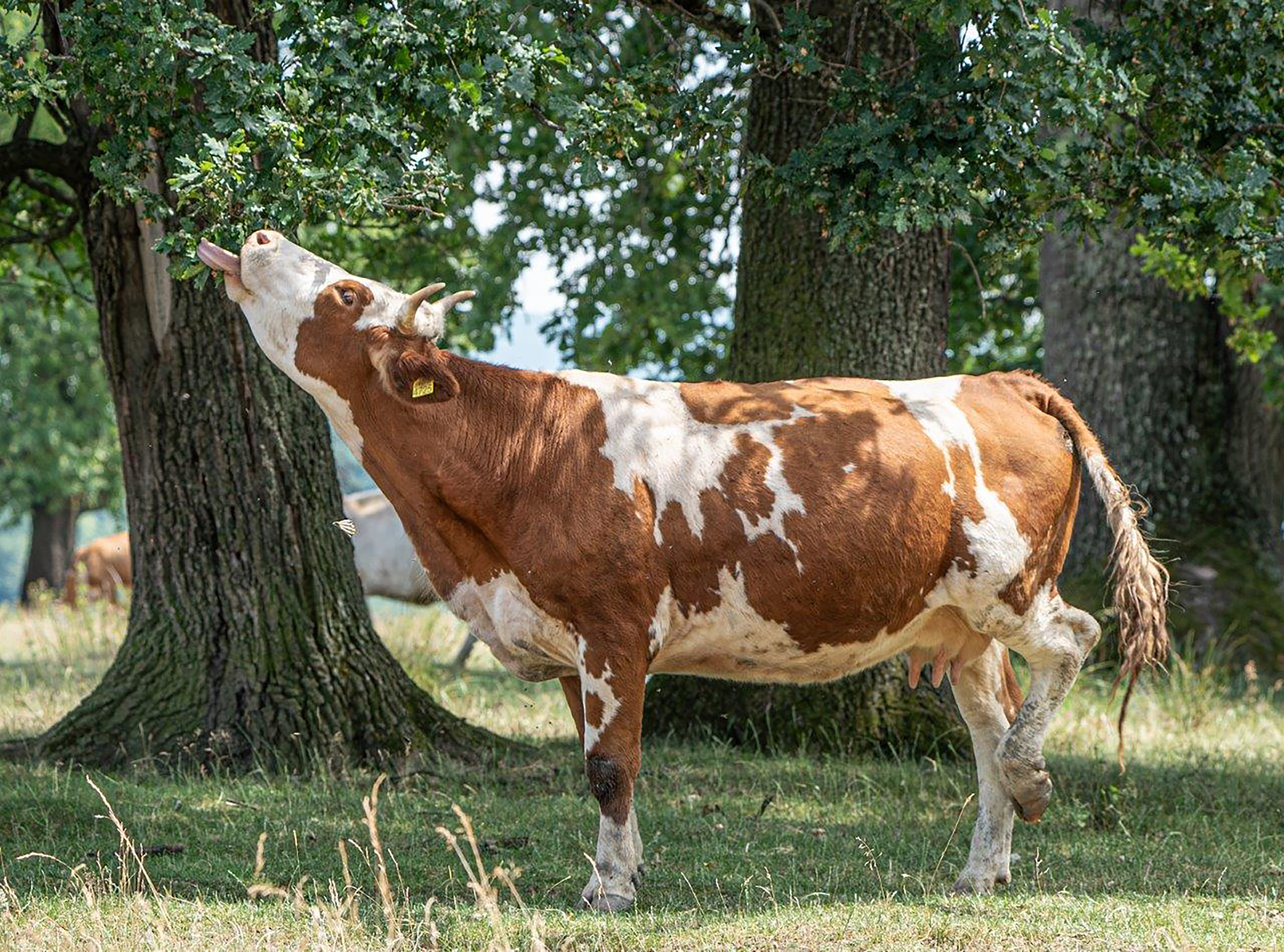 npv_bw_ein_plaedoyer_fuer_beweidung_im_naturschutz_2_.jpg