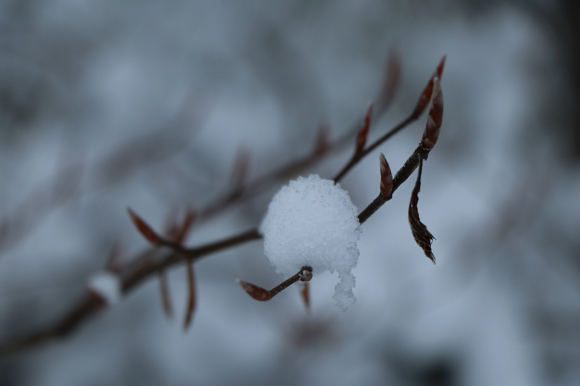 npv_bw_im_winterschlaf.jpg