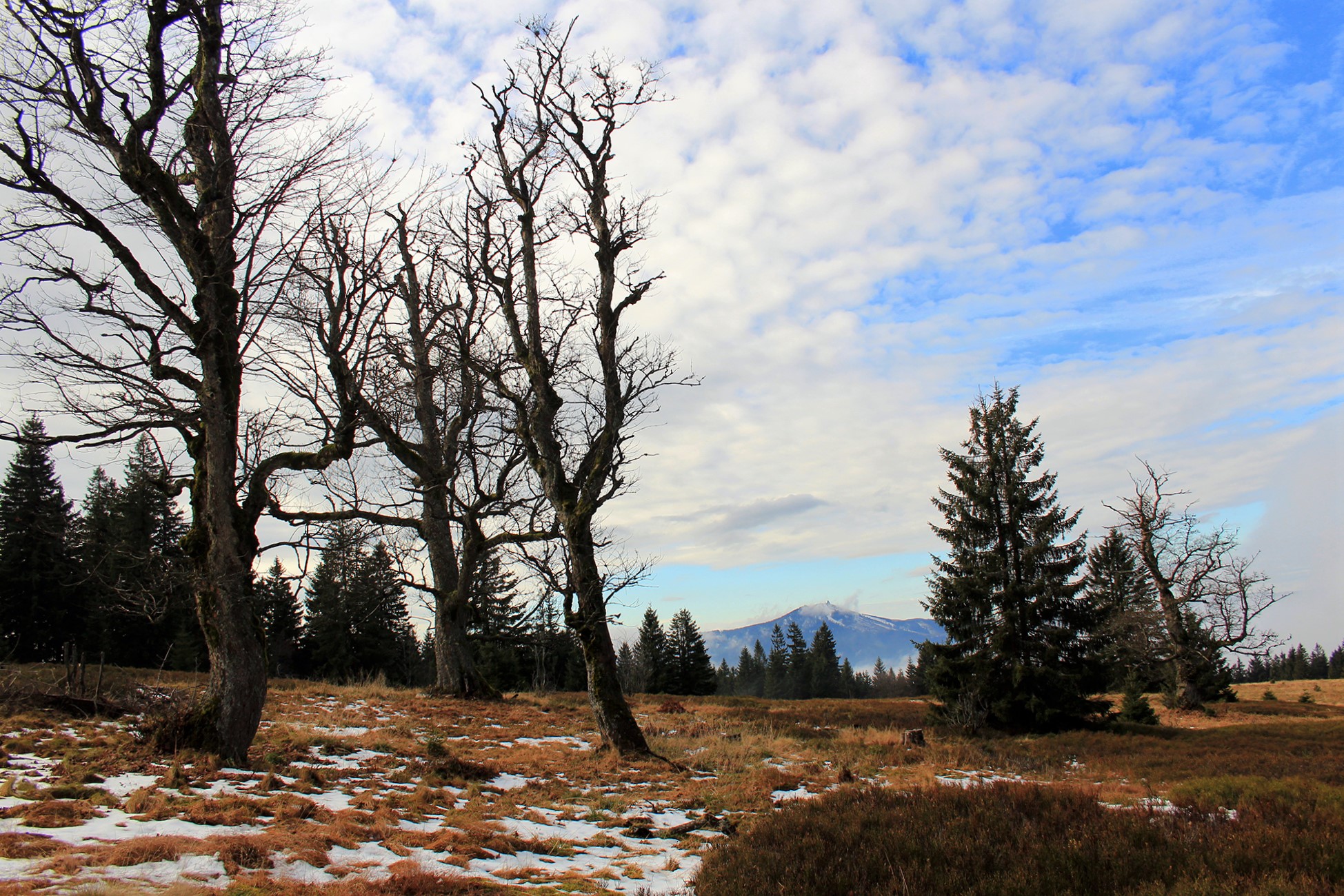 npv_bw_klima_und_natur_im_winter.jpg