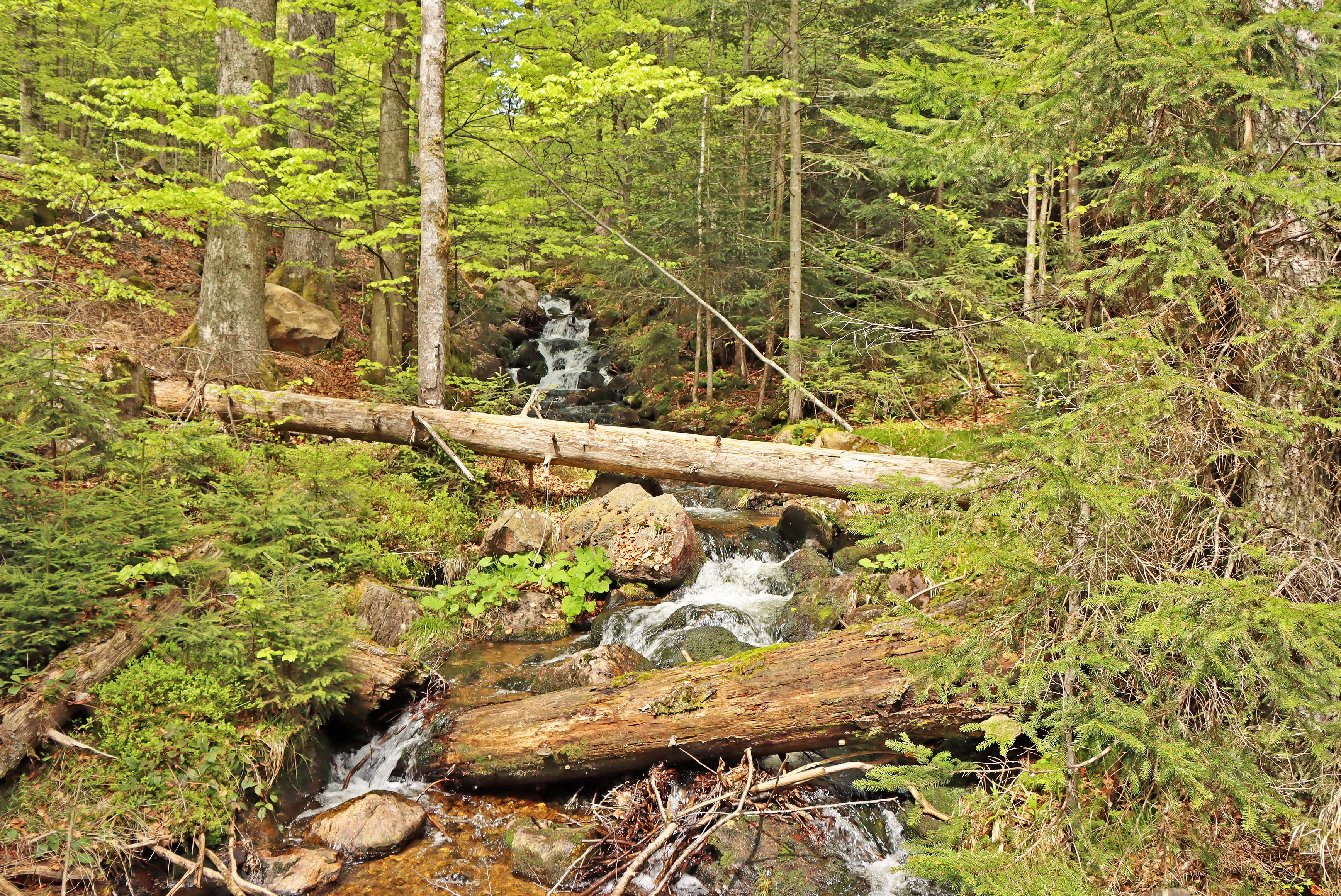 npv_bw_meditative_wanderung_ueber_den_seelensteig.jpg
