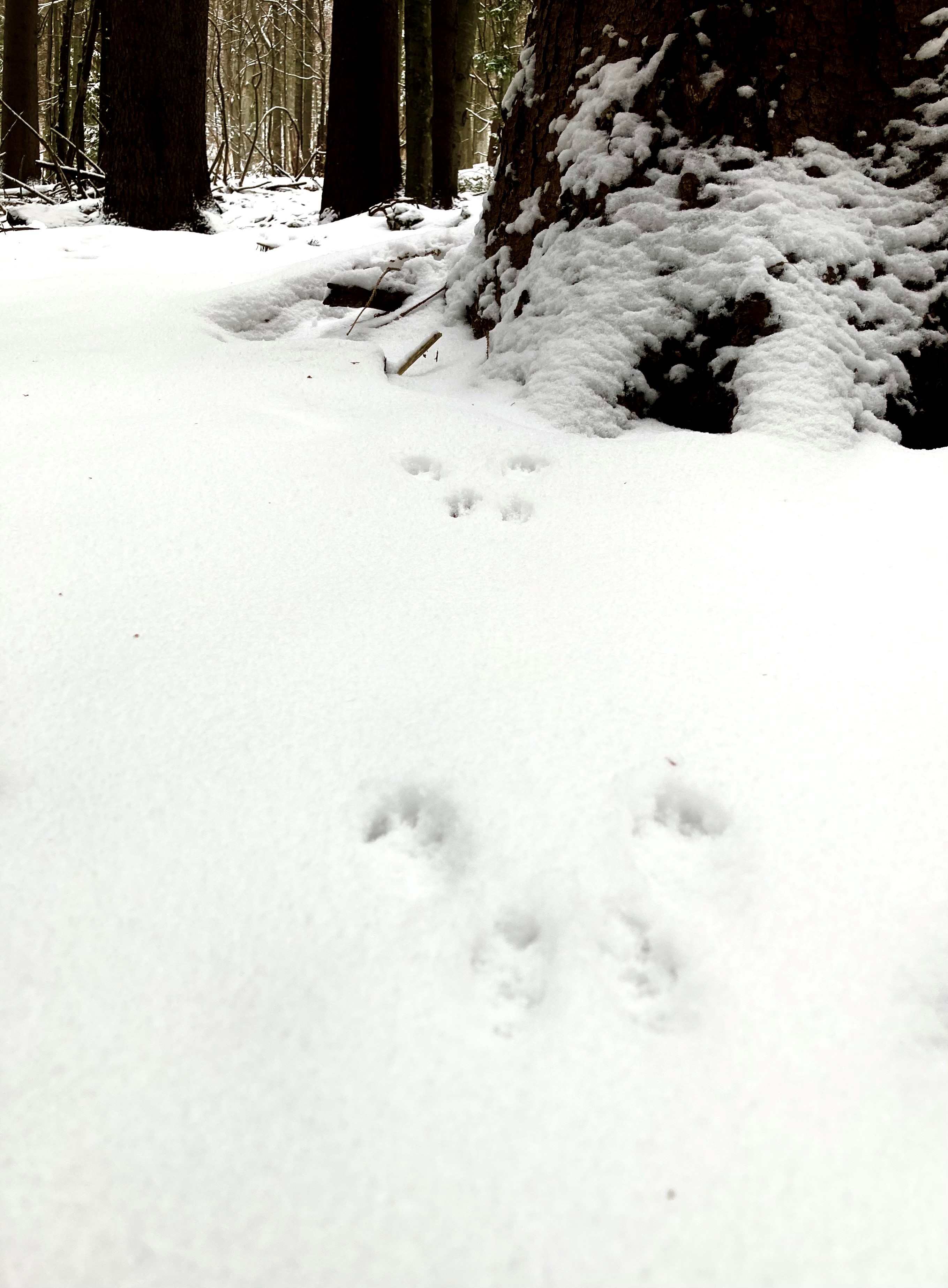 npv_bw_tierspuren_im_winter.jpg