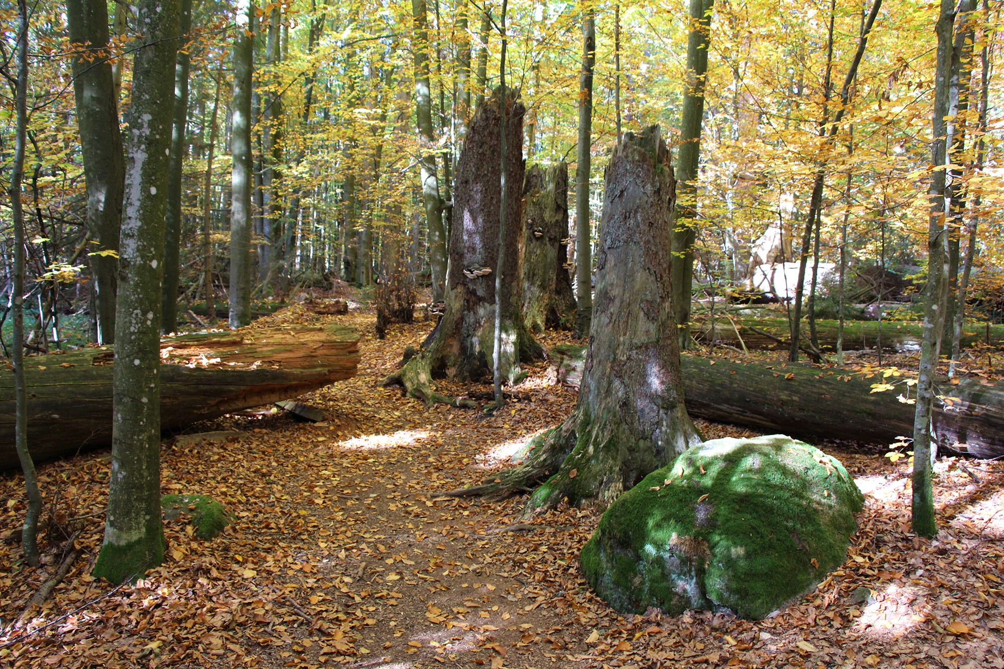 npv_bw_von_urwaldgebieten_und_triftklausen.jpg