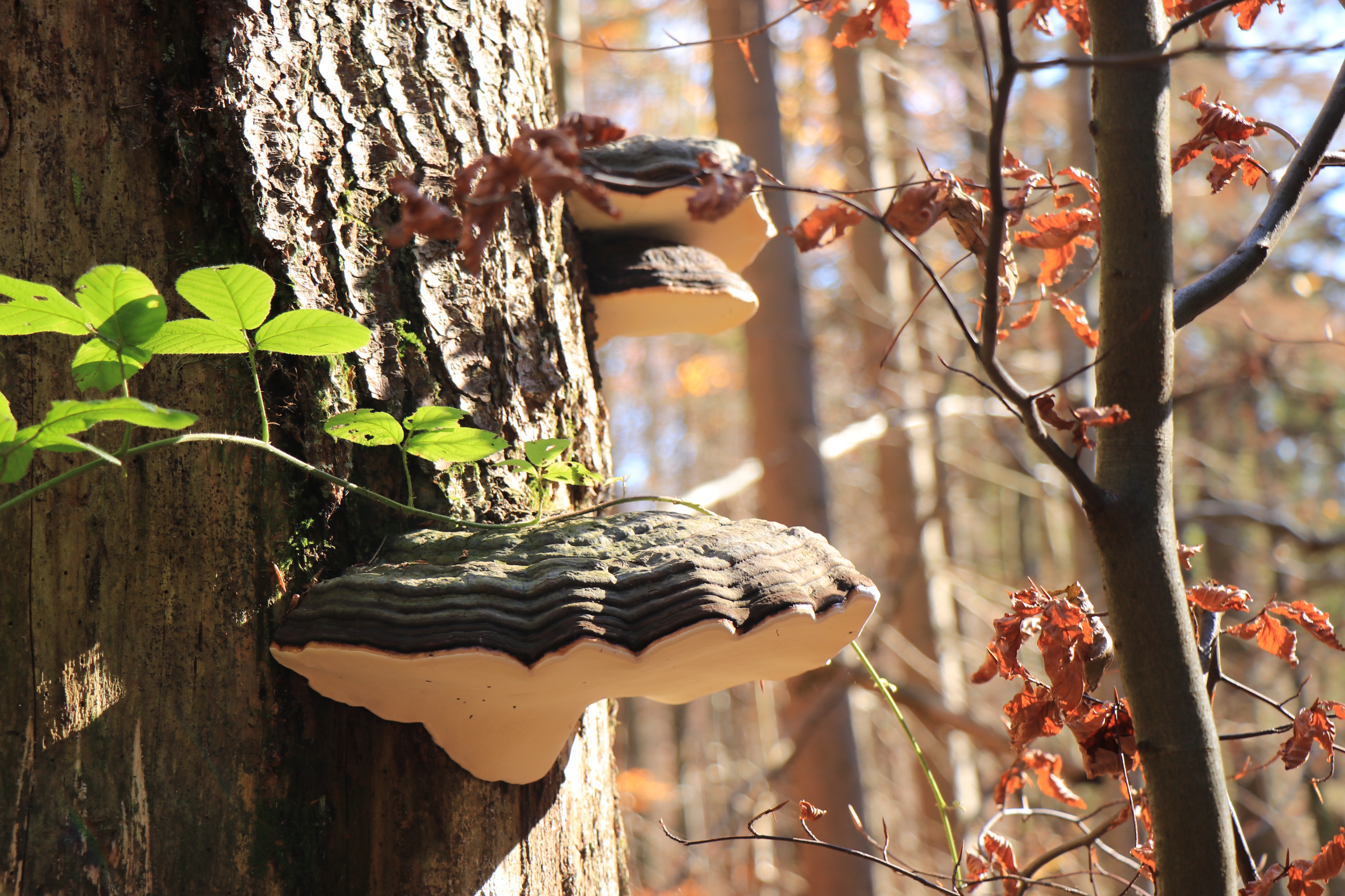 npv_bw_wald_weite_kunterbunt.jpg