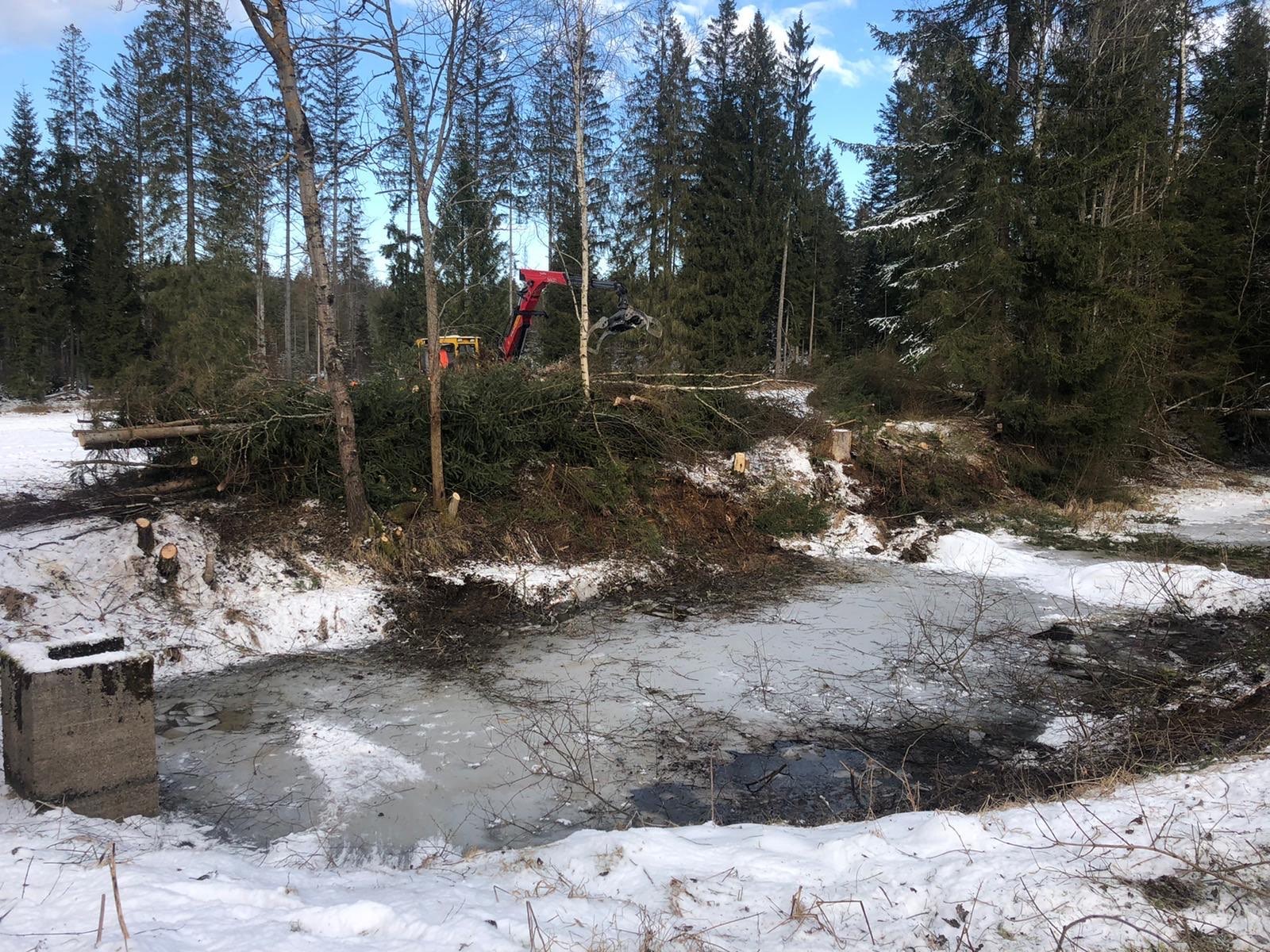 Damit wieder mehr Licht an die Teiche beim Gebäude der Nationalparkdienststelle in Klingenbrunn Bahnhof kommt, wurden Fichten entnommen. (Foto: Nationalpark Bayerischer Wald) (Foto: Nationalpark Bayerischer Wald)