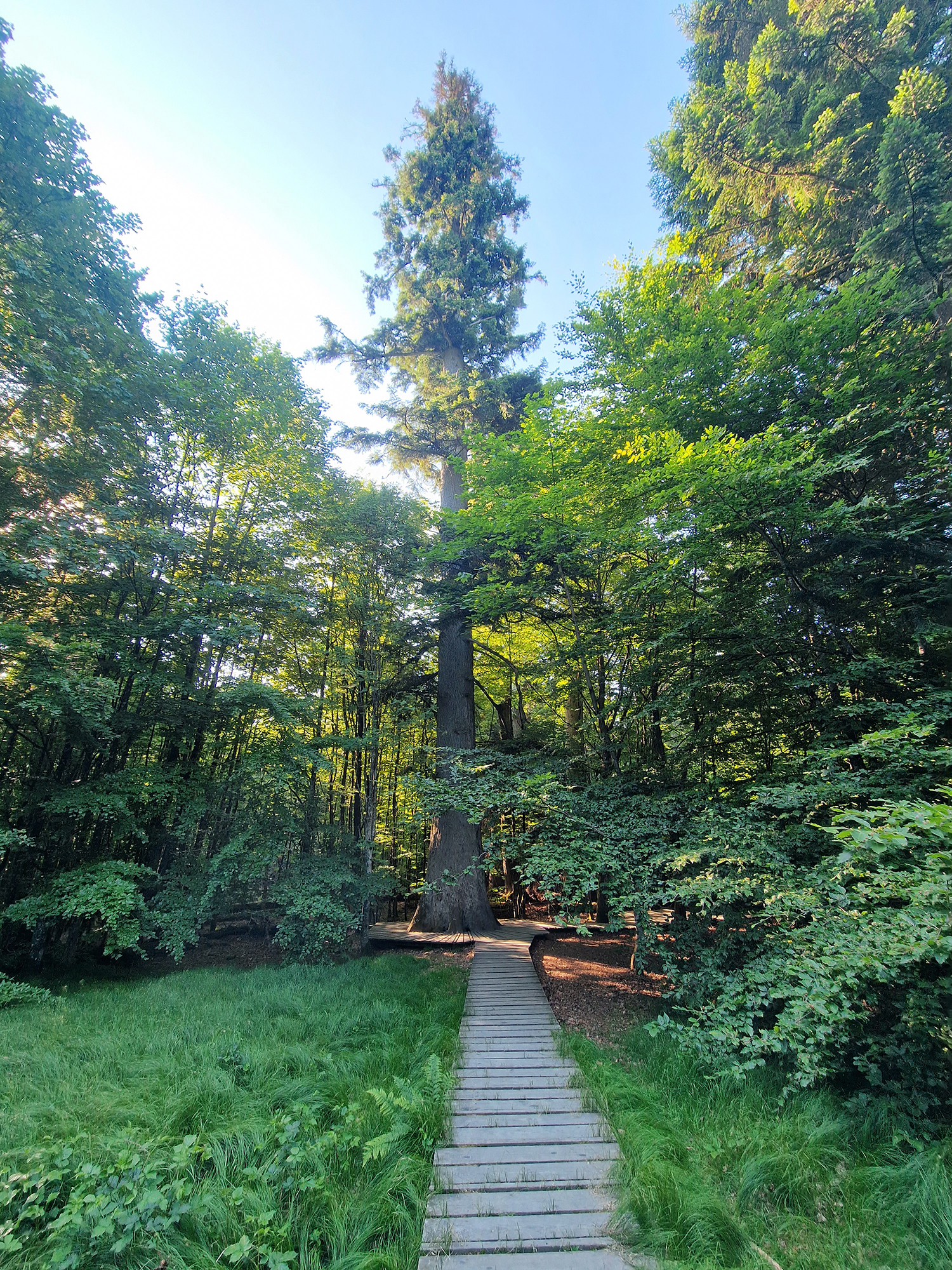 npv_bw_waldhaustanne_ist_nun_nationalerbe-baum.jpg