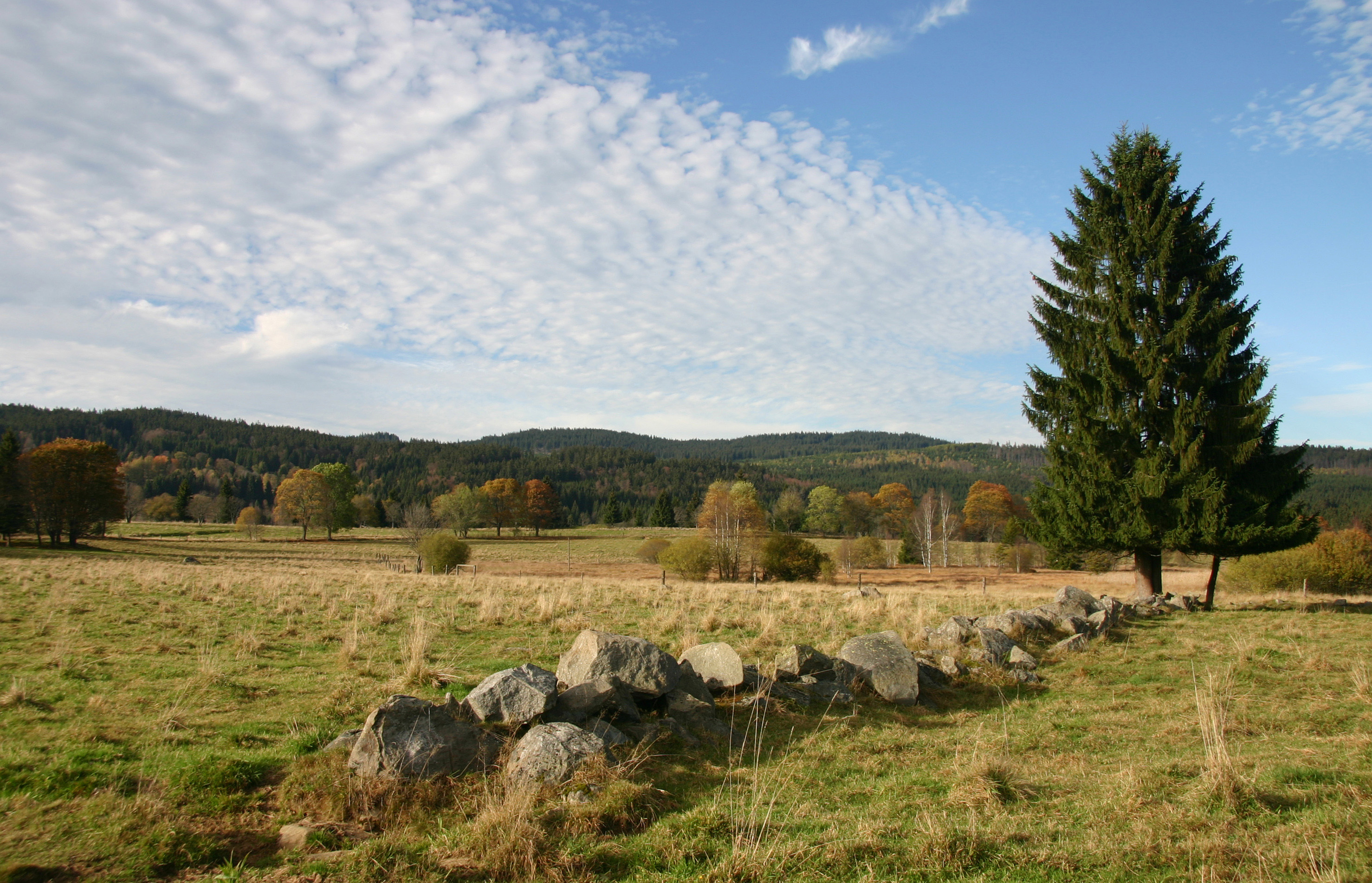 npv_bw_wiesen_und_weiden_im_nationalpark_sumava.jpg
