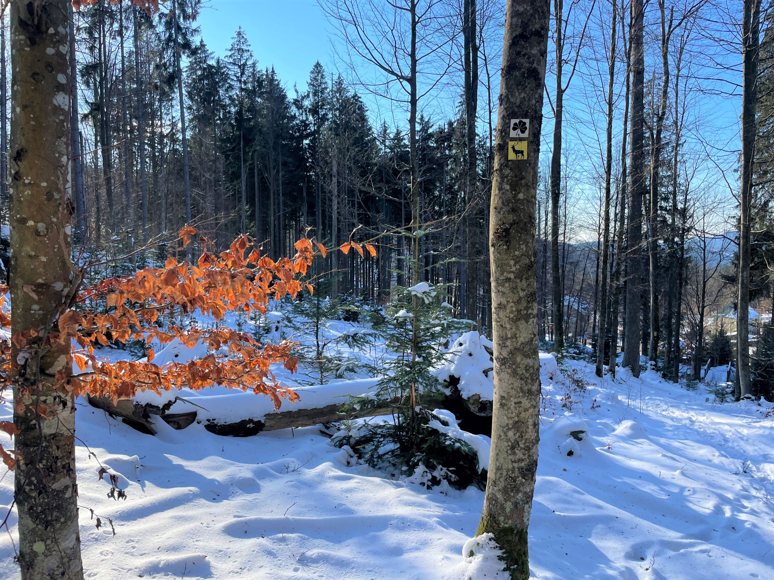 npv_bw_winterwanderung..jpg