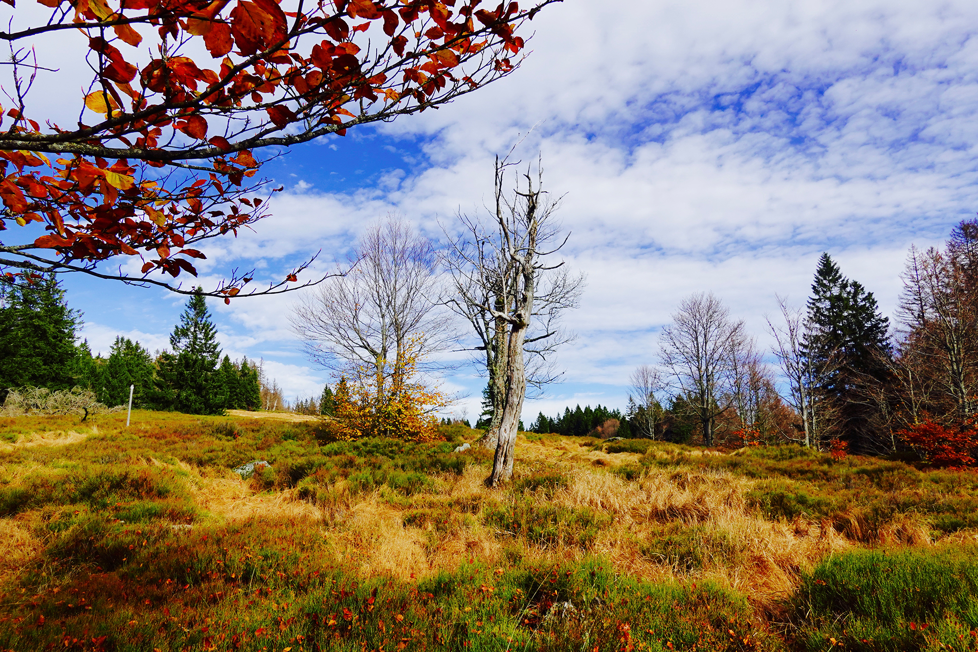 npv_durch_den_wilden_herbstwald.jpg