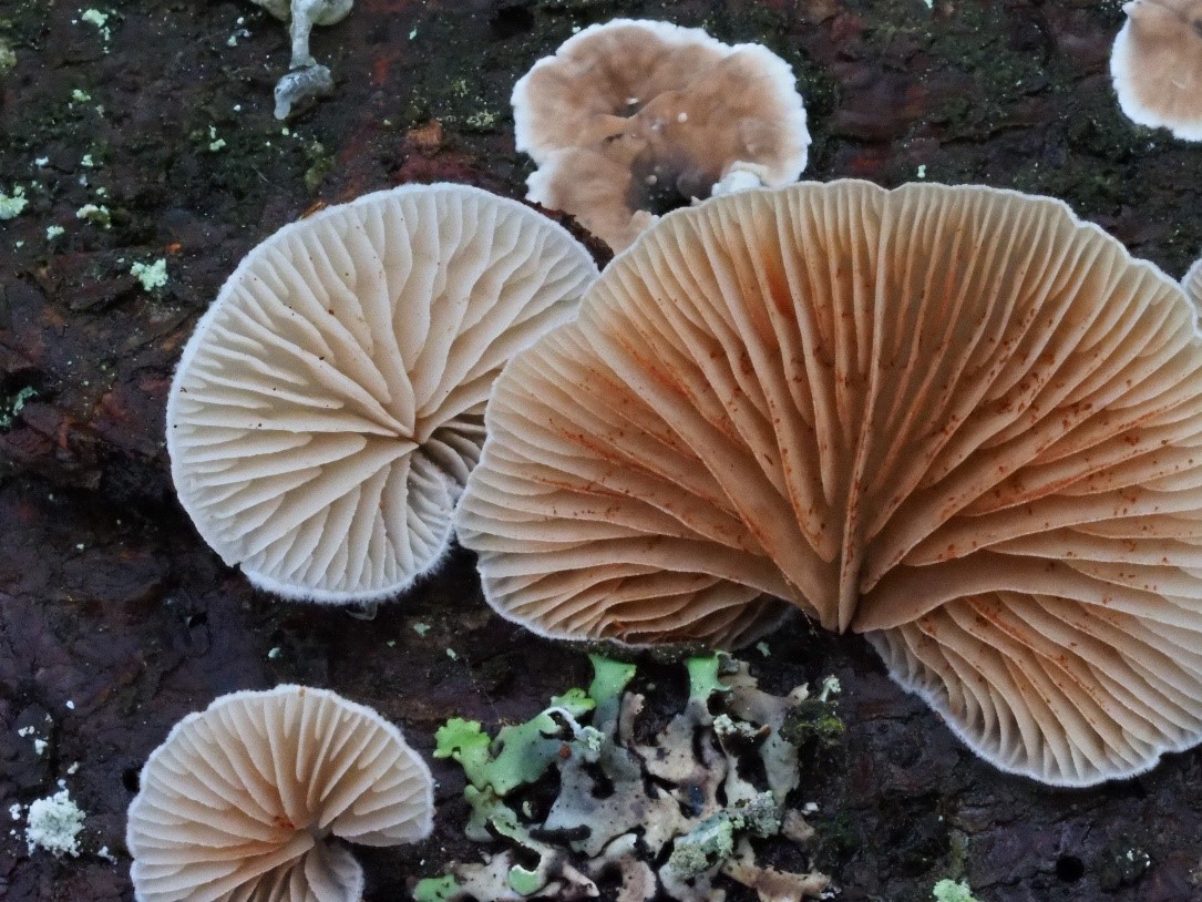 Pilze im Böhmerwald