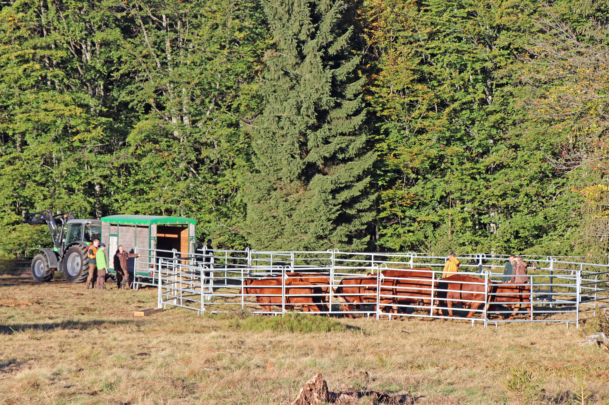 Nationalparkmitarbeiter bringen das Rote Höhenvieh vom Hochschachten auf Zwischenweiden bei Kreuzstraßl. (Foto: Gregor Wolf/Nationalpark Bayerischer Wald)