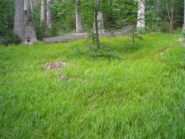 Seelensteig