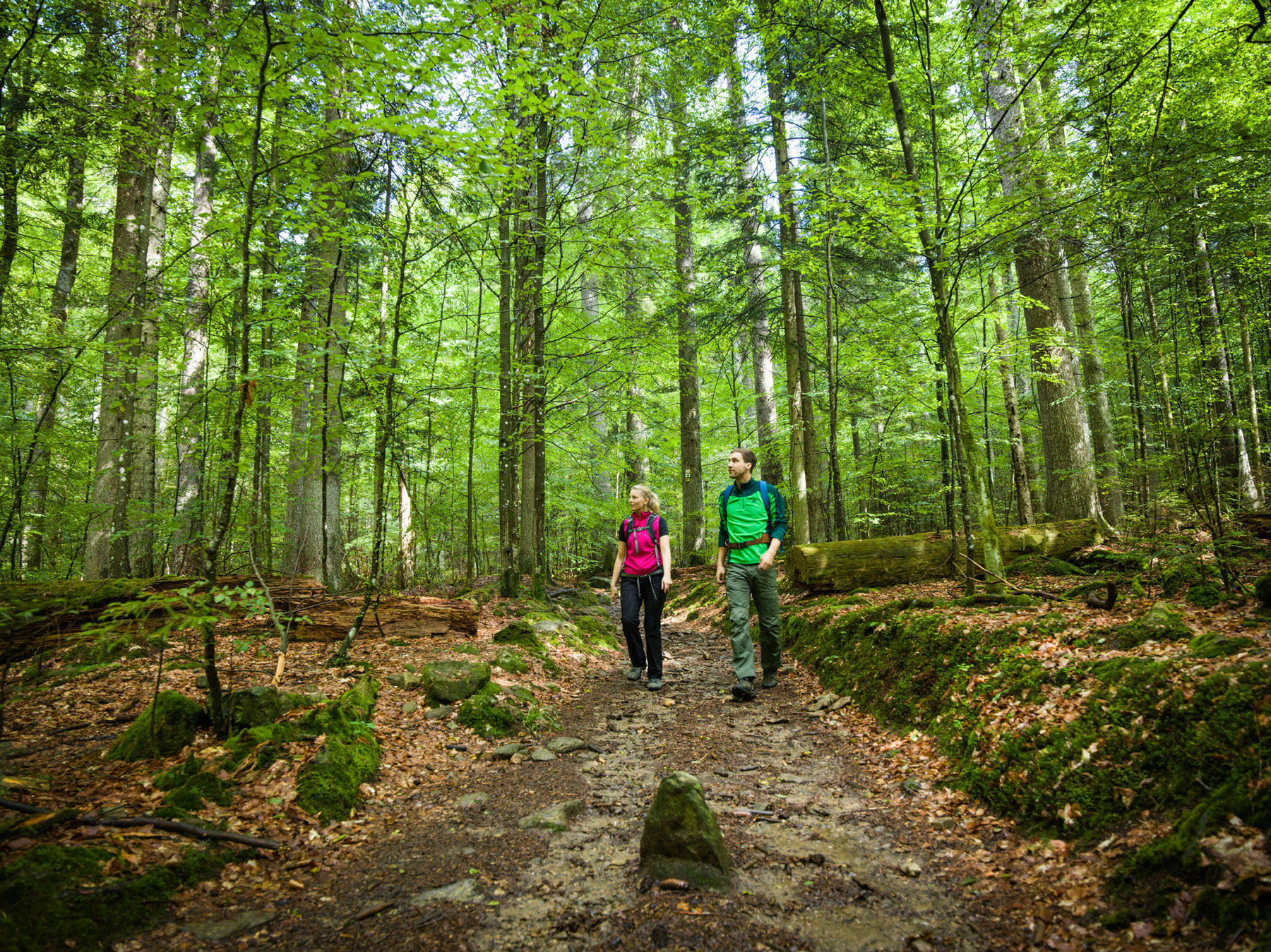 spirituelle_entdeckertouren_im_wilden_wald.jpg