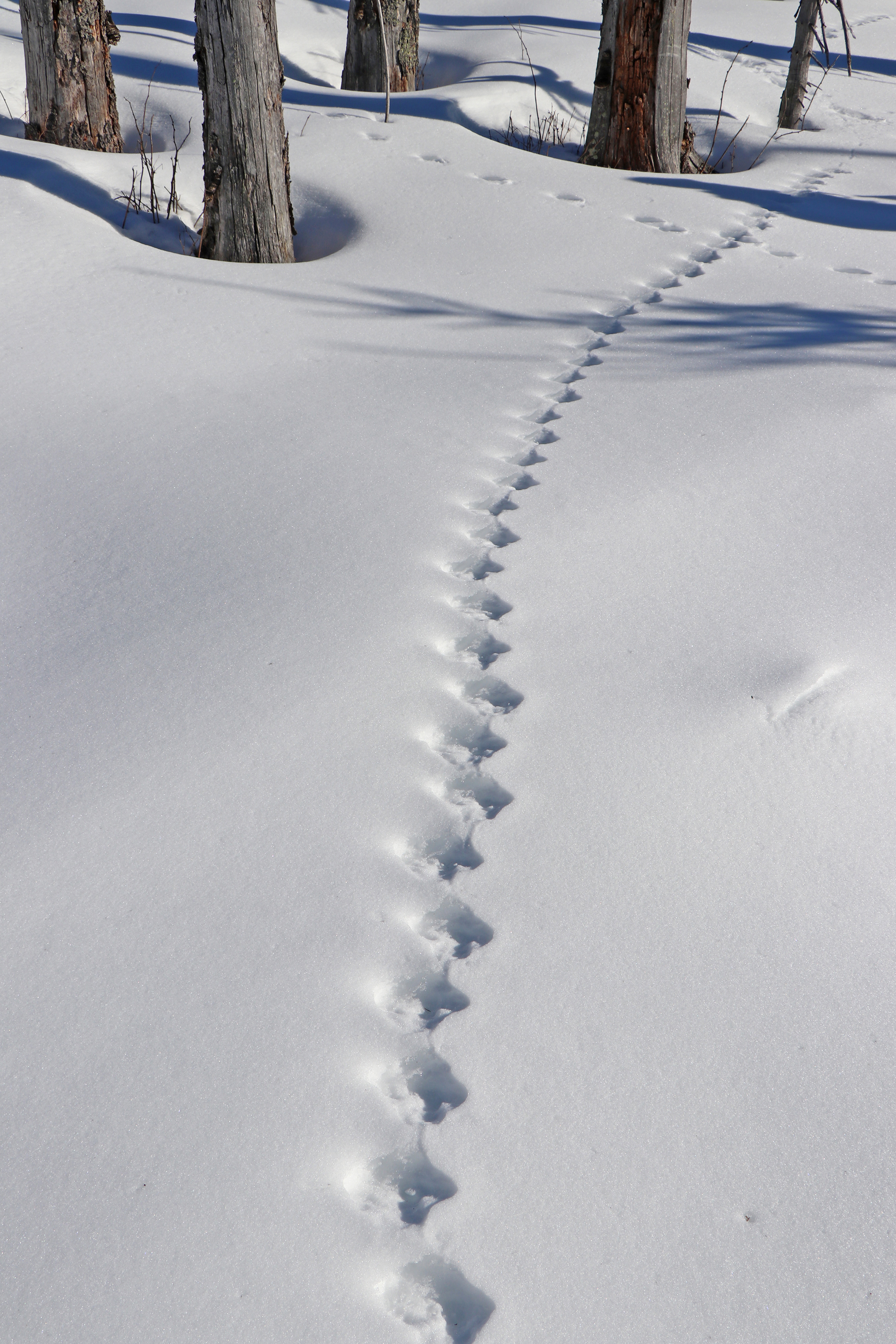 spuren_imschnee.jpg