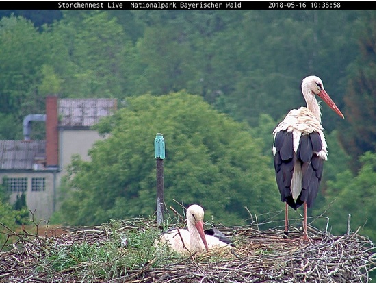 Die Storchendame, die im Nest auf dem Dach der Grafenauer Nationalparkverwaltung brütet, ist das gleiche Weibchen, das auch schon im vergangenen Jahr da war. (Screenshot: Annette Nigl / Nationalparkverwaltung Bayerischer Wald)