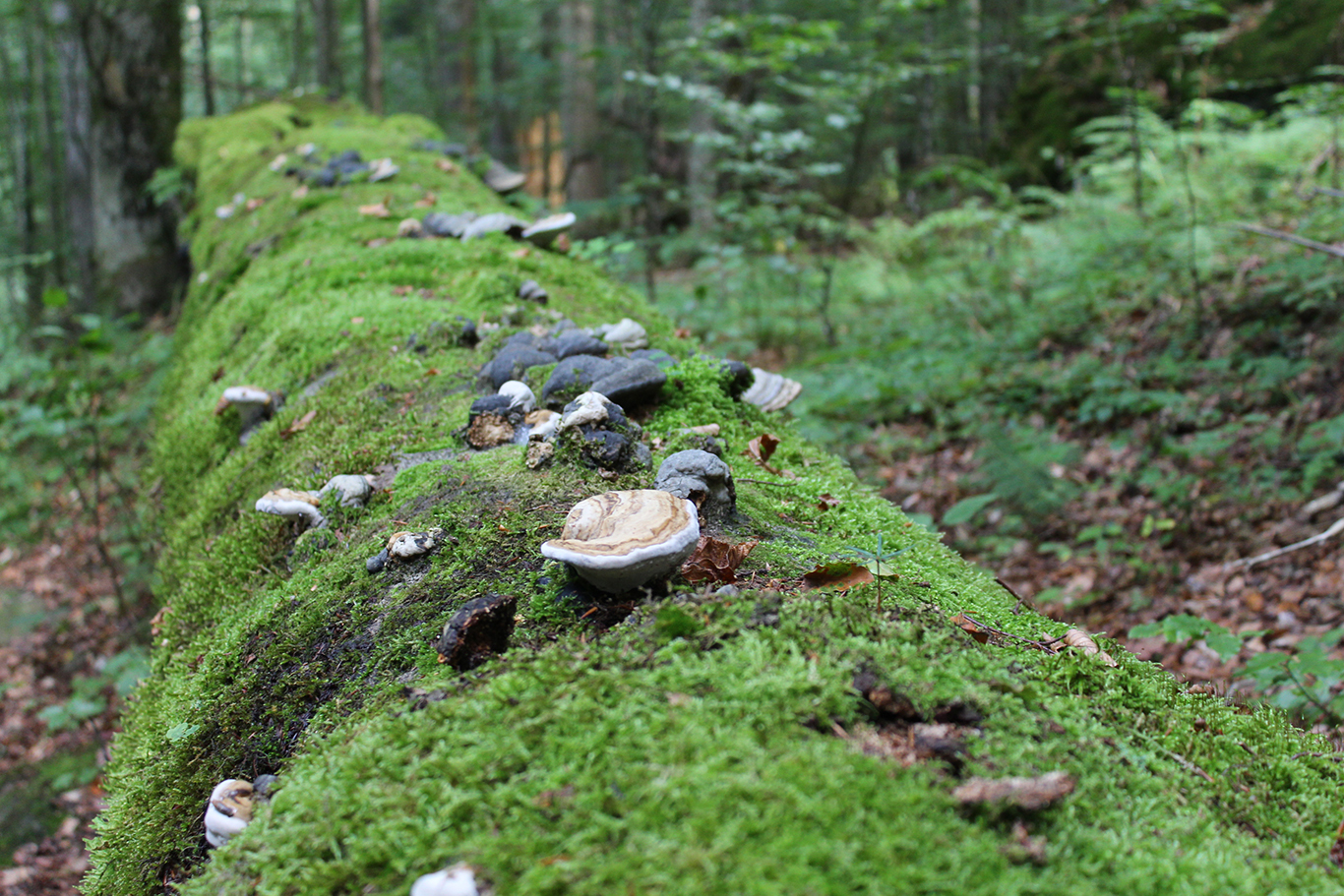 urwald_nahe_haus_zur_wildnis.jpg