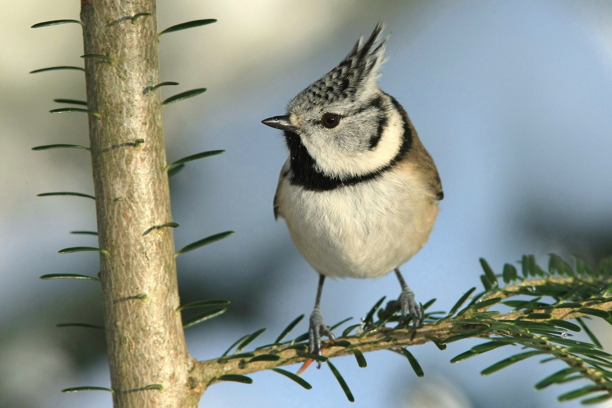 vogelkundliche_wanderung_waldhaeuser.jpg