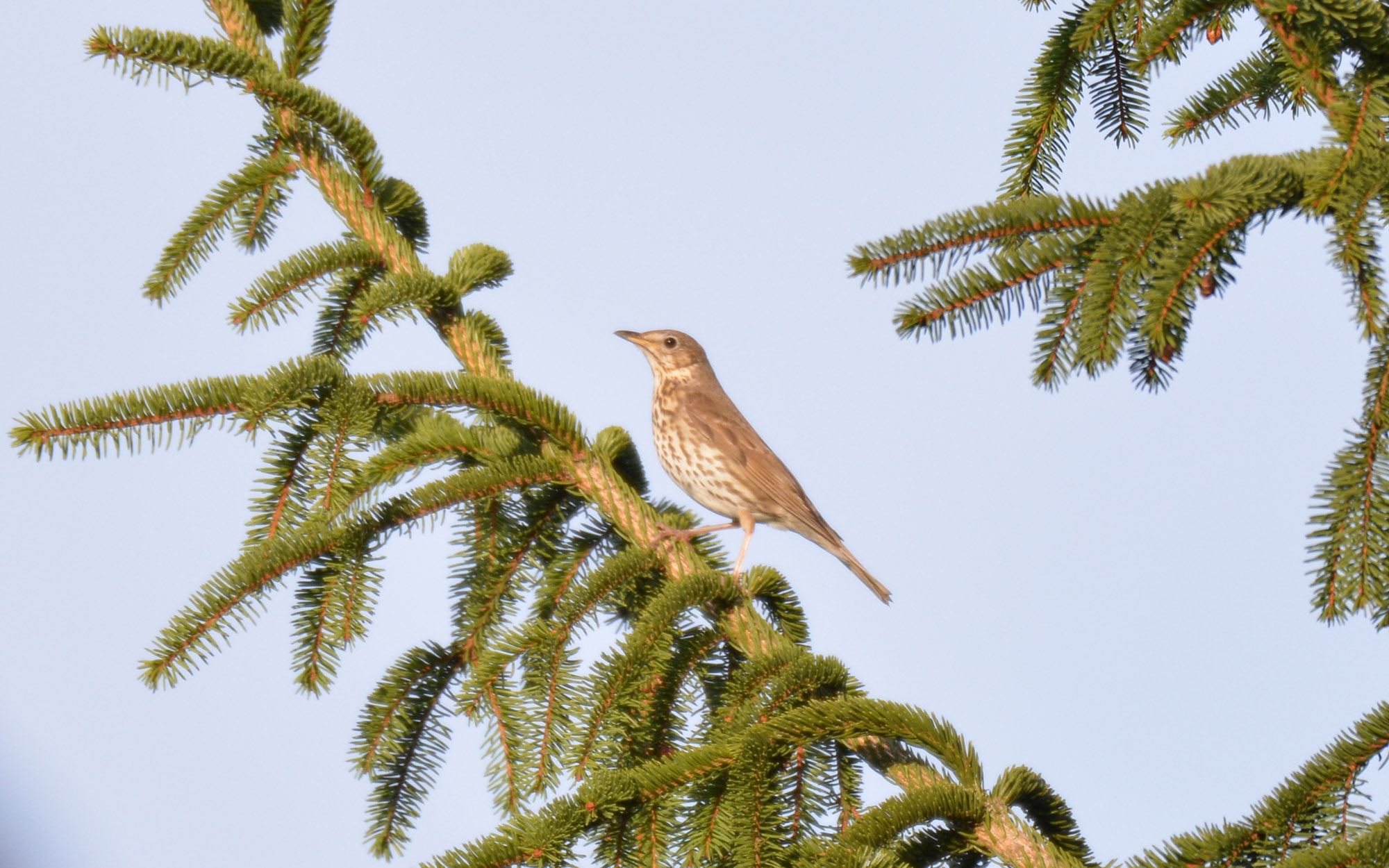 vogelwelt_im_fruehlingswald.jpg