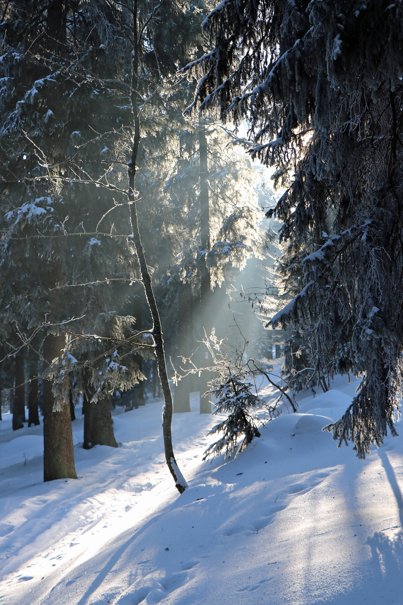 waldspaziergang_im_advent.jpg