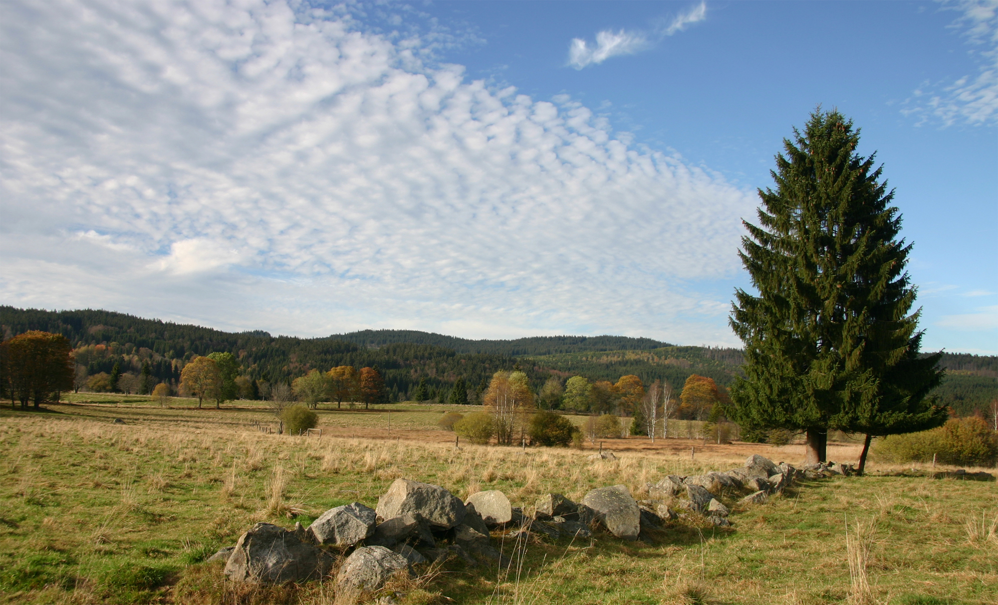 wiesen_und_weiden_im_np_sumava_.jpg