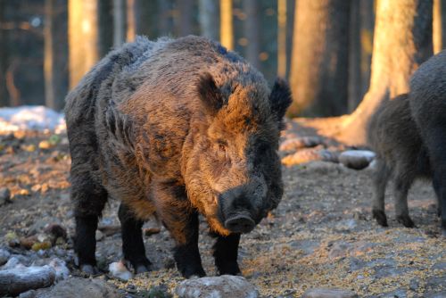 wildschwein.jpg