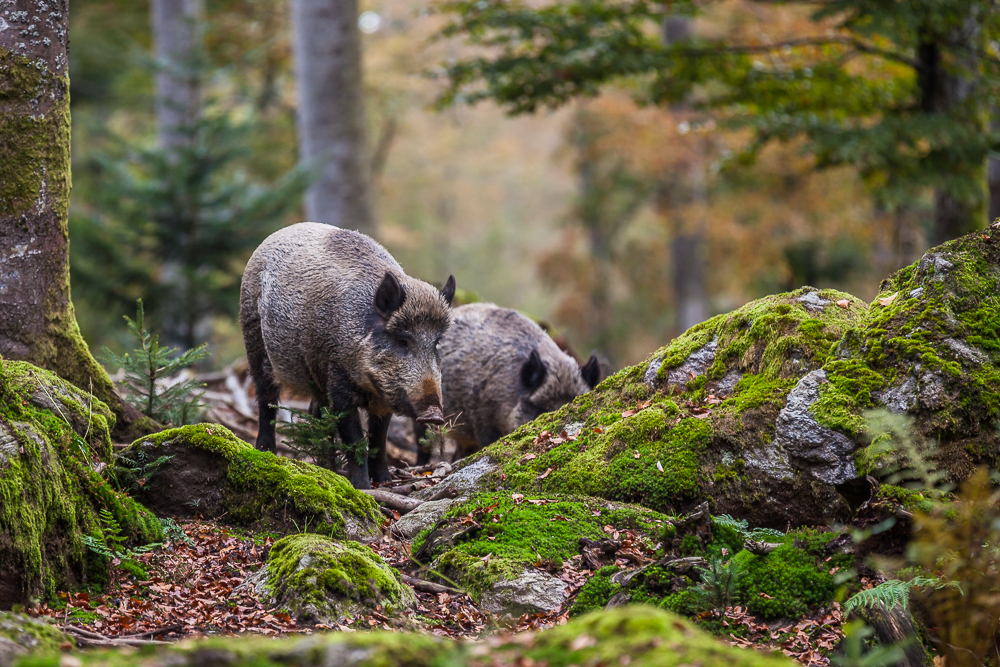 wildschweine.jpg