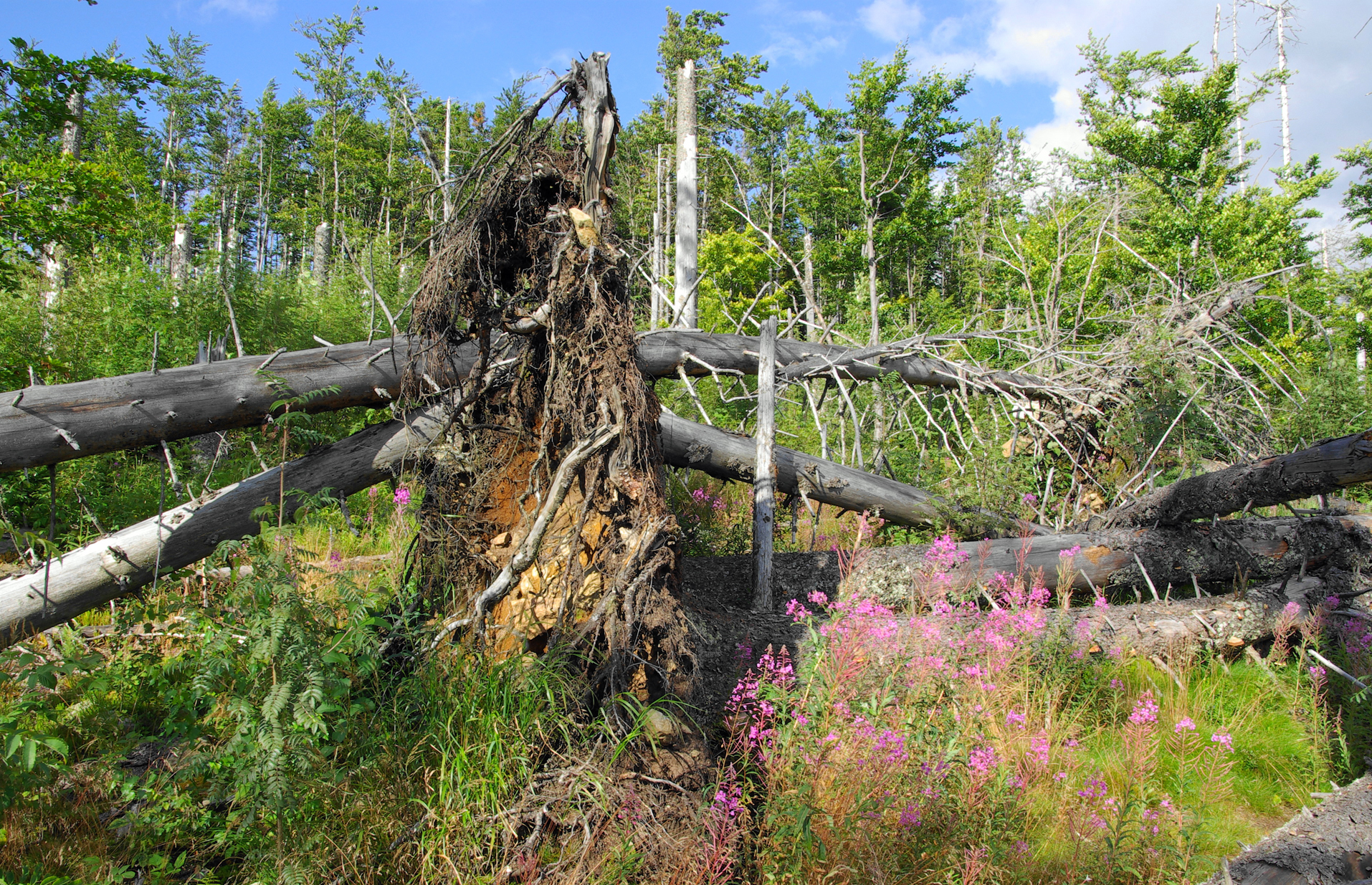 windwurf-flaechen_am_falkenstein.jpg