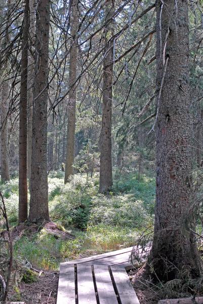 zwieselter_filz_bohlenweg-k.jpg