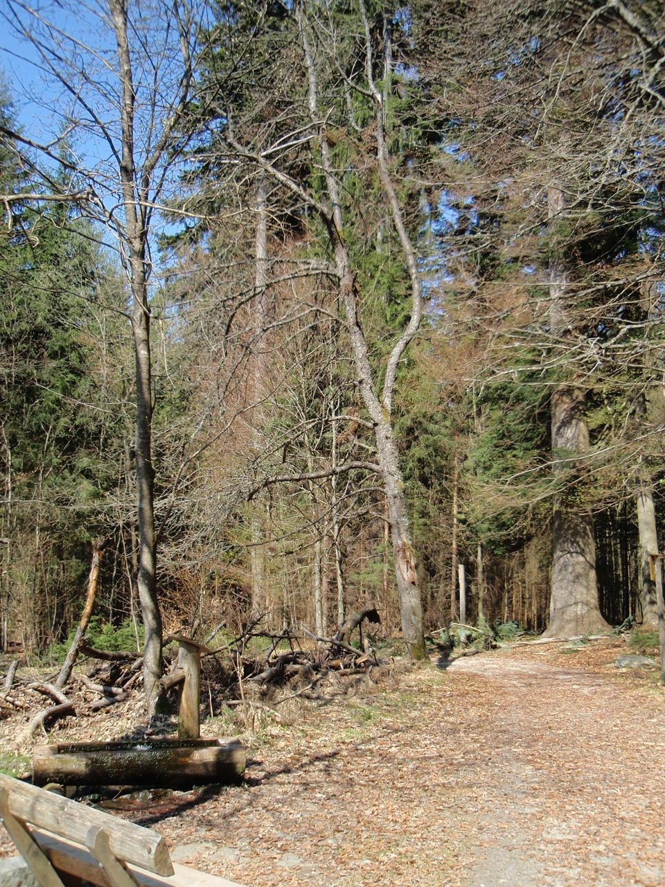 Zwiesler Waldhaus Rundweg