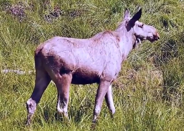 Elchkuh im Nationalpark Bayerischer Wald schält Rinde an Buchenstamm