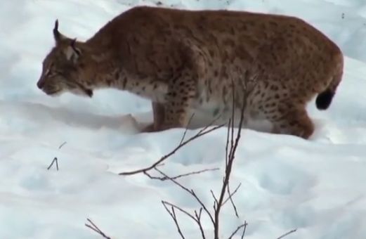 Luchs kontrolliert sein Revier 