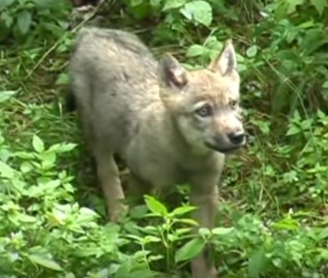 Junger Wolf auf Erkundungstour