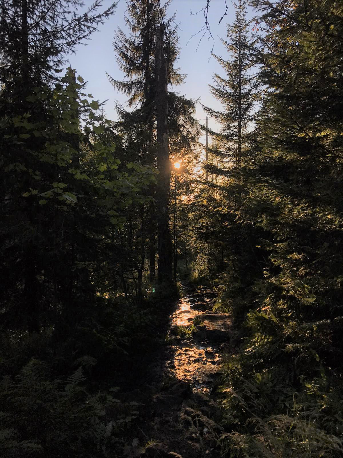 In der Dämmerung geht’s durch die Wälder rund um Waldhäuser. (Foto: Kim Ascher/Nationalpark Bayerischer Wald)
